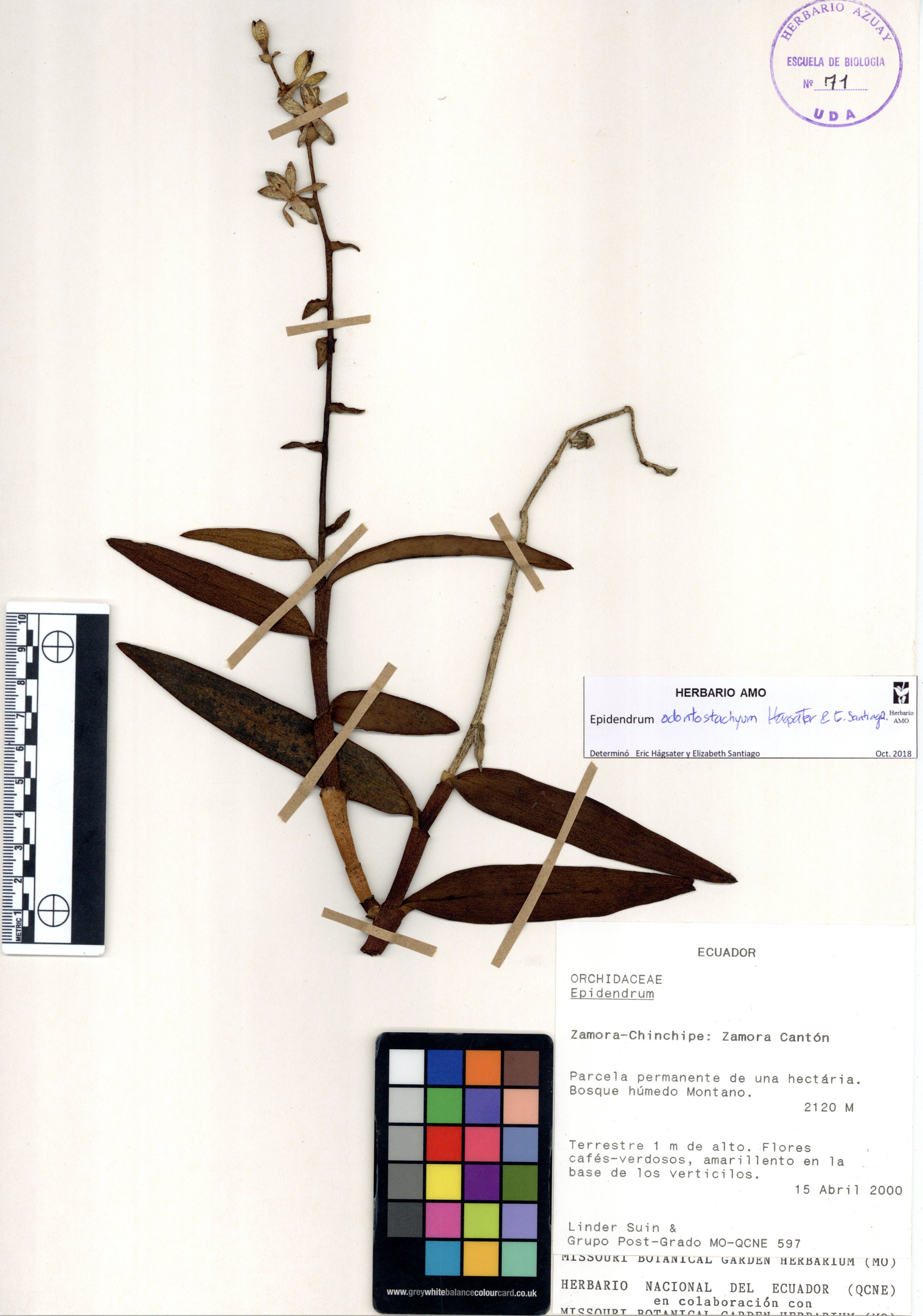 Epidendrum odontostachyum Hágsater & E. Santiago