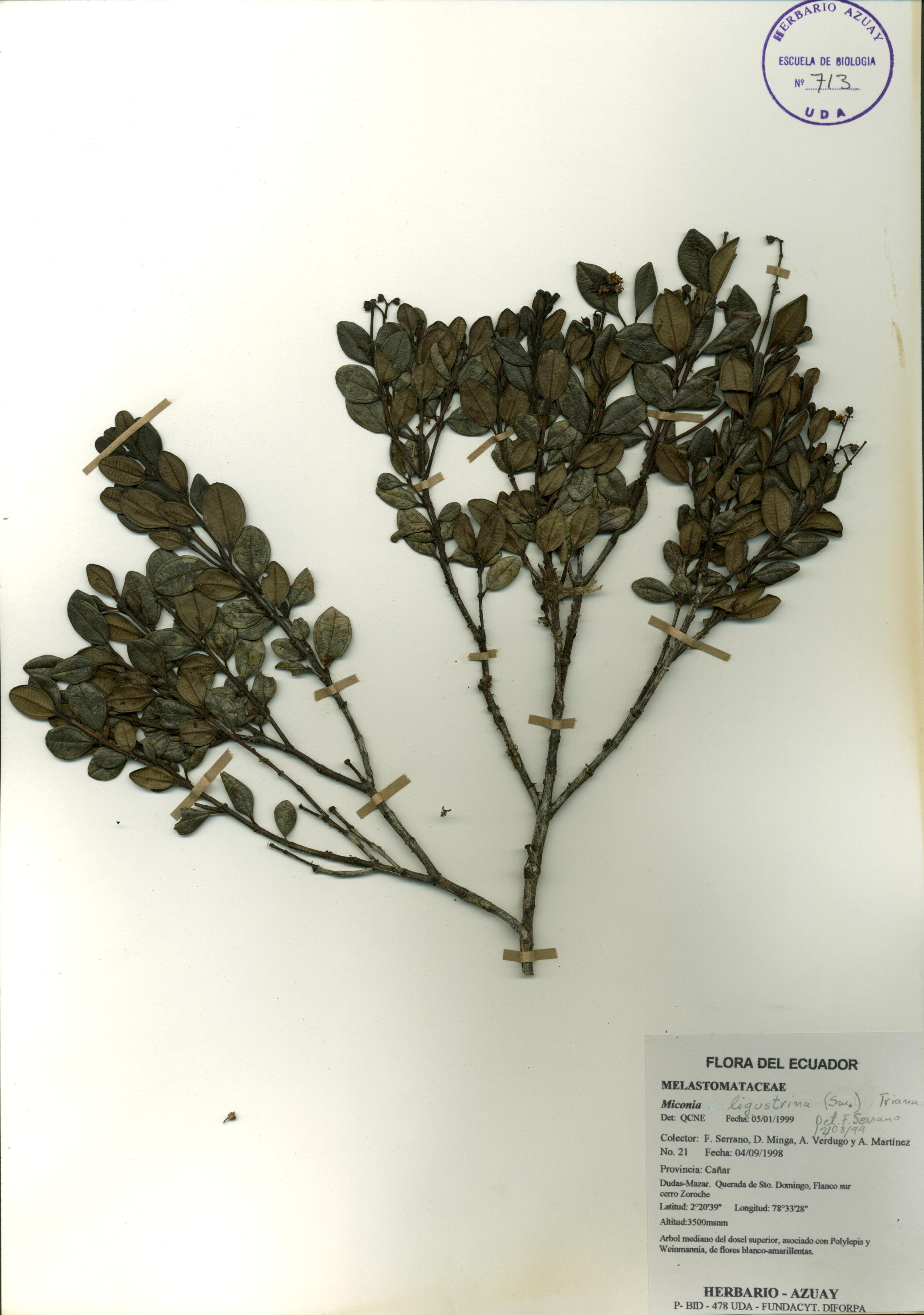 Miconia ligustrina (Sm.) Triana