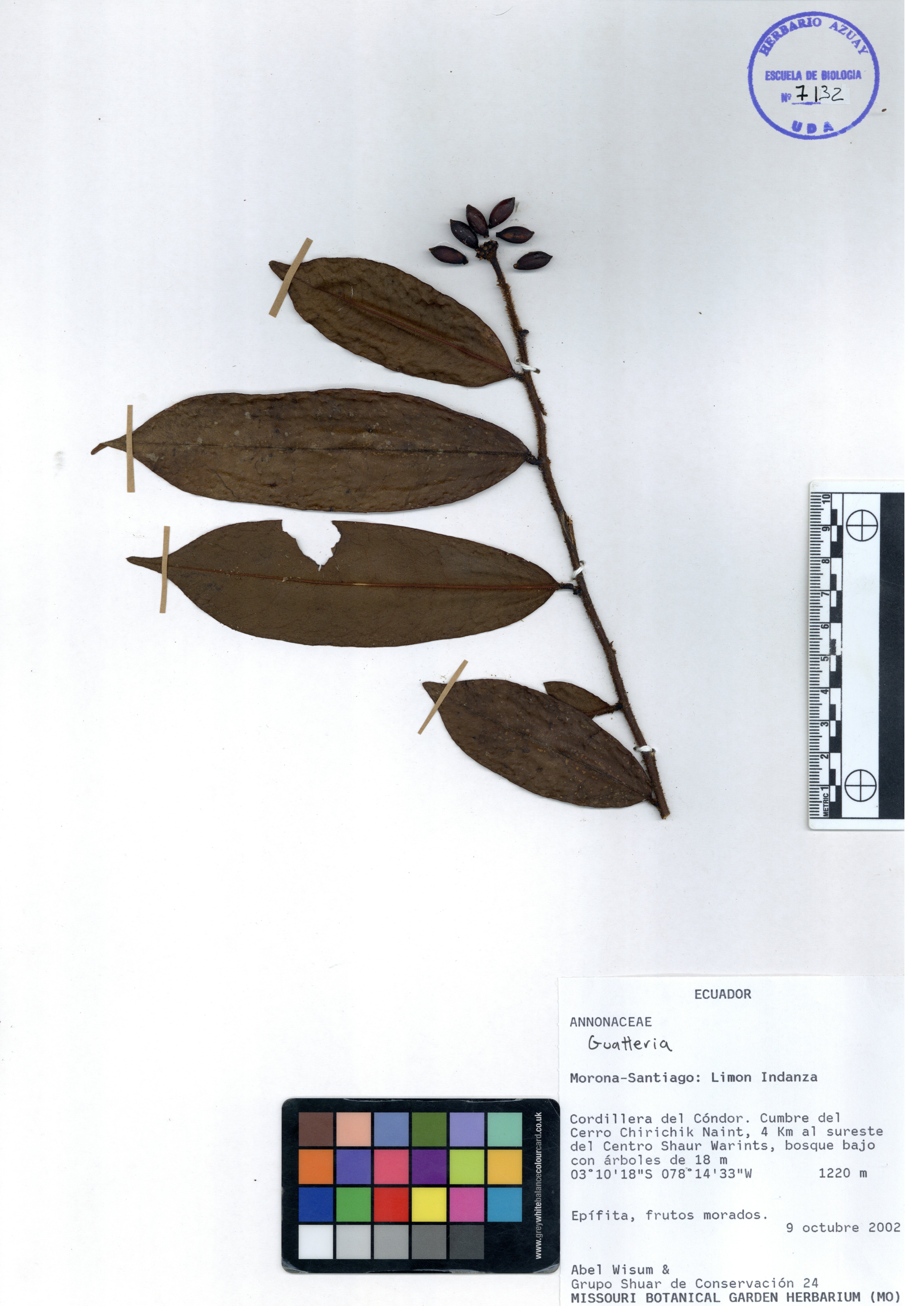 Guatteria sp. SIN DETERMINAR