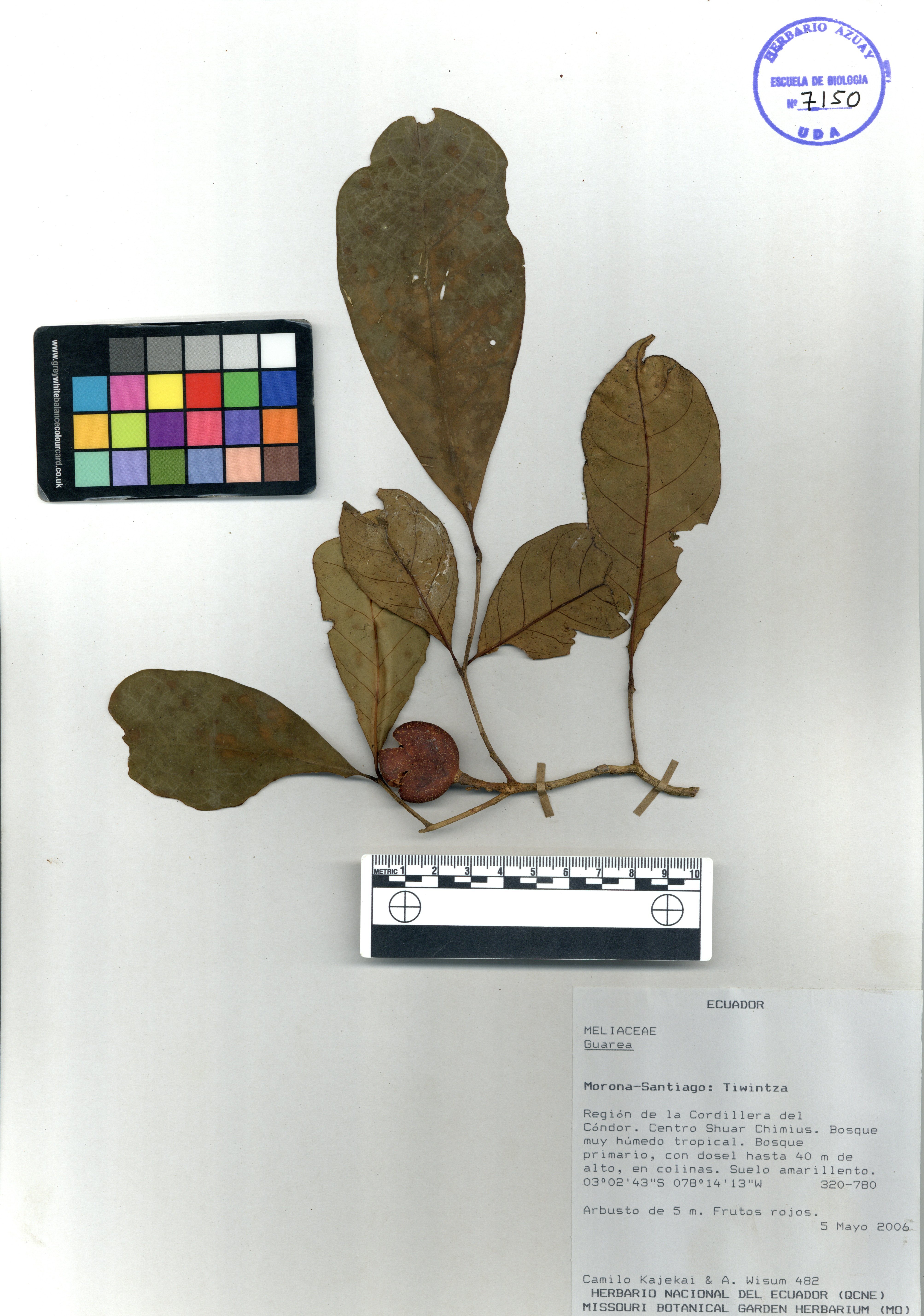 Aegiphila sin determinar sin determinar