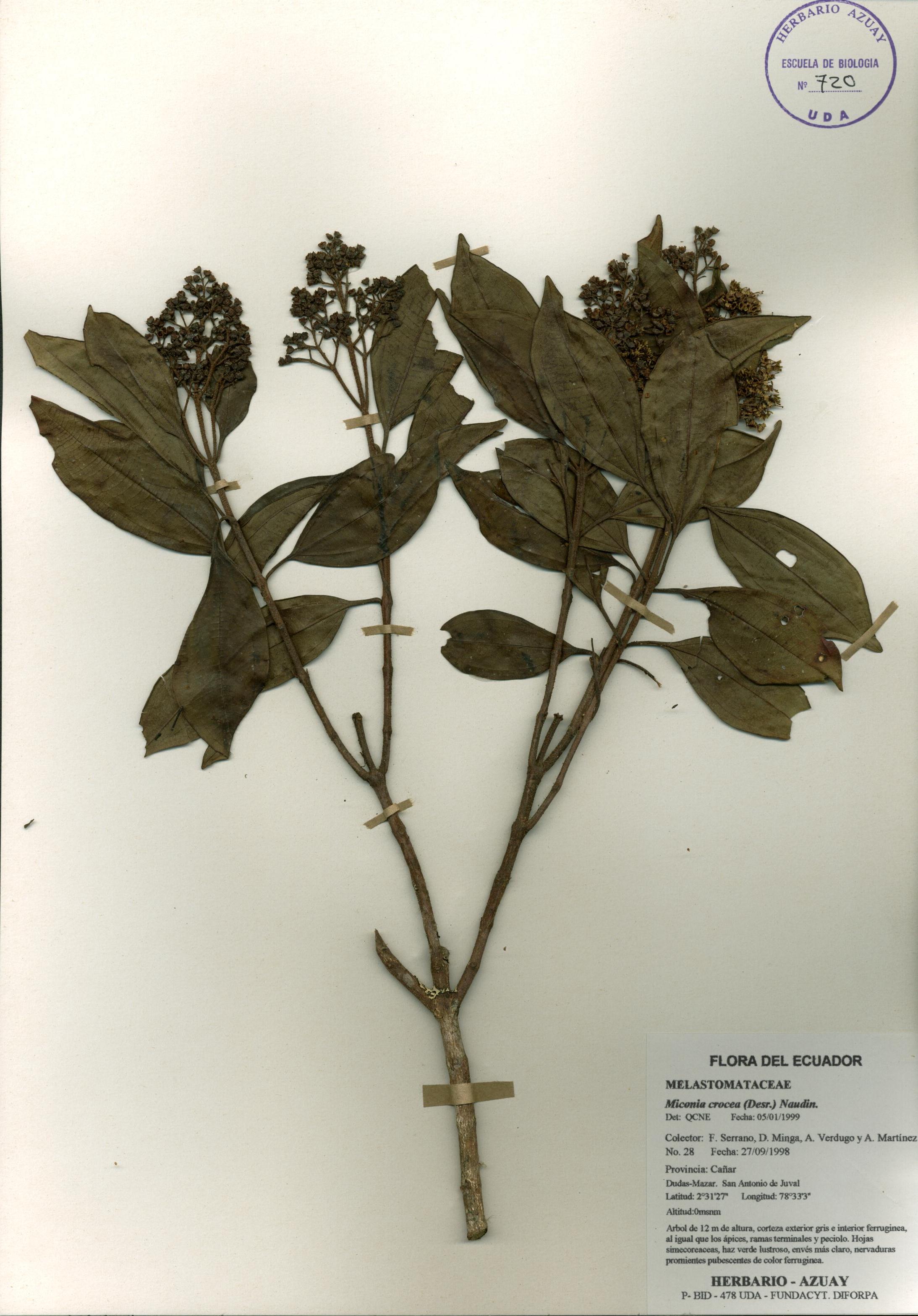 Miconia crocea (Desr.) Naudin.