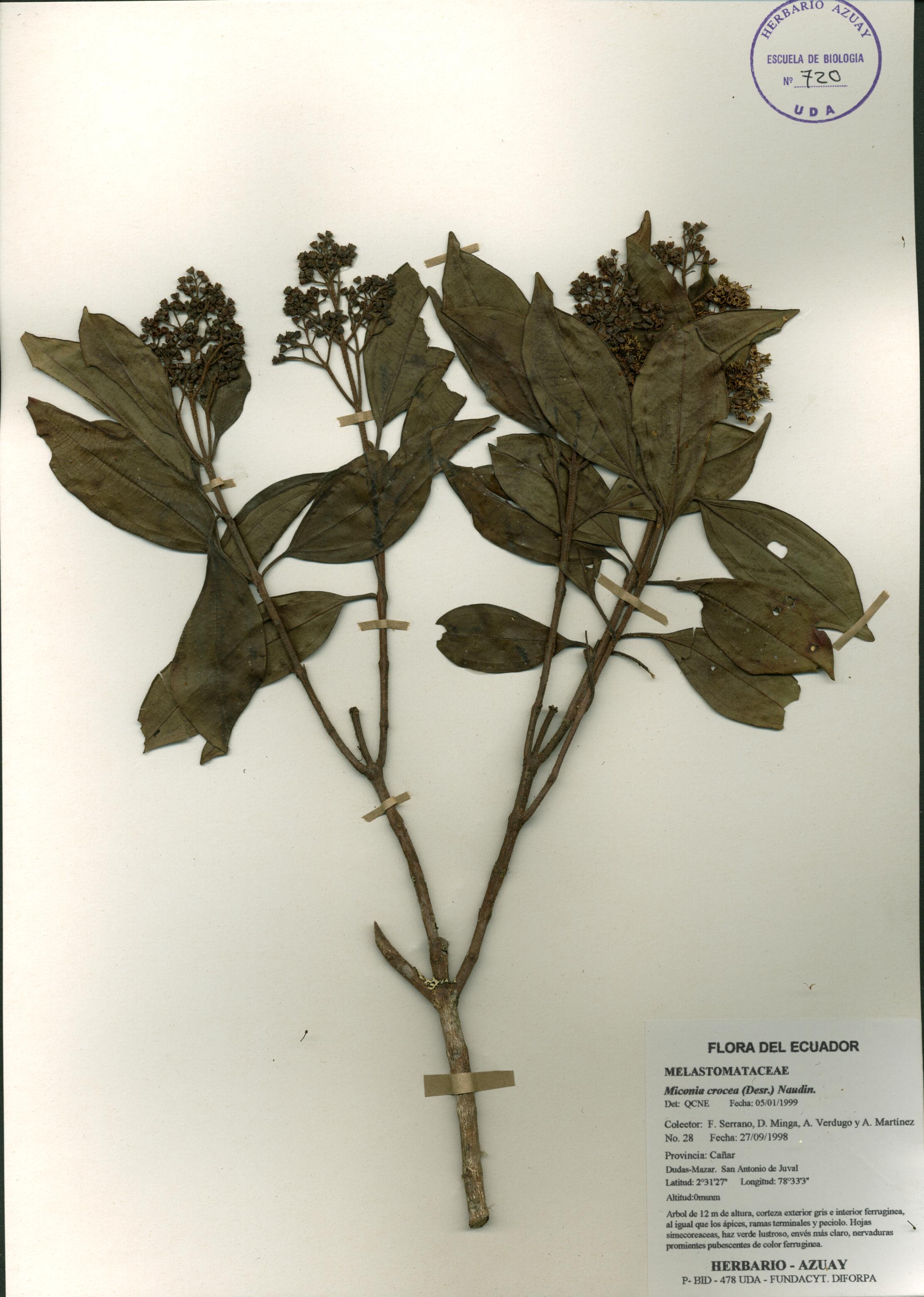 Miconia crocea (Desr.) Naudin.