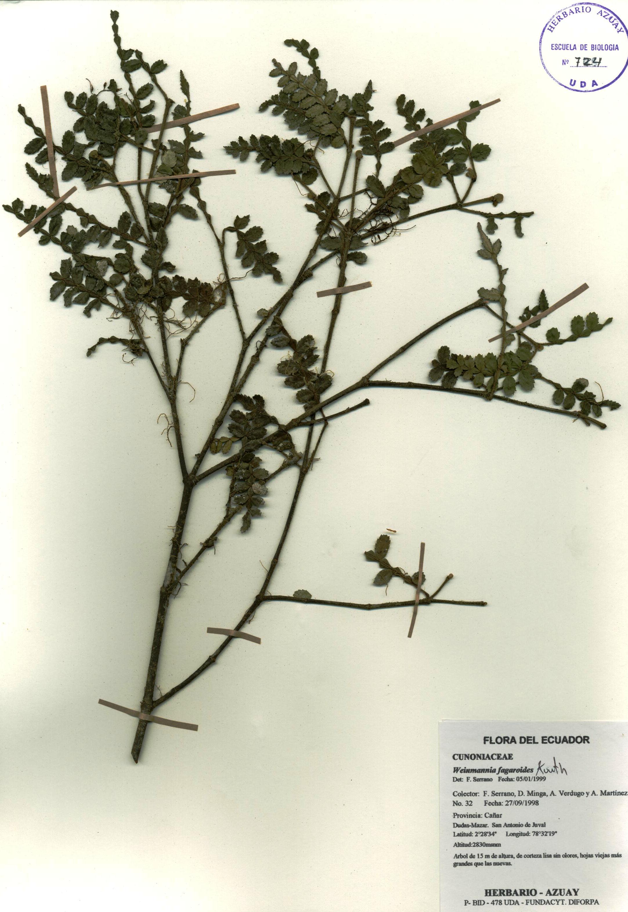 Miconia sp. SIN DETERMINAR