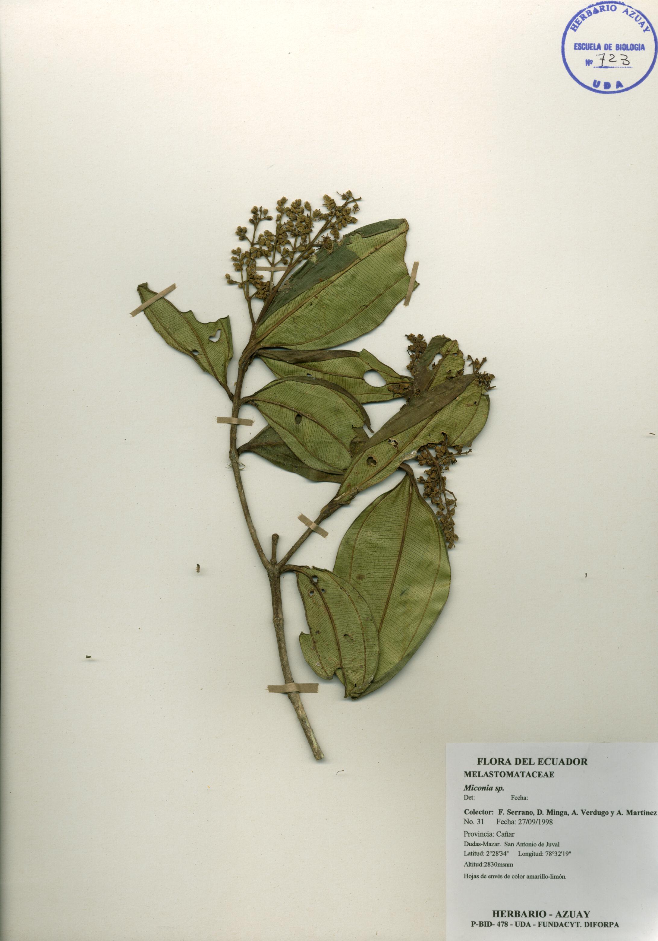 Miconia sp. SIN DETERMINAR