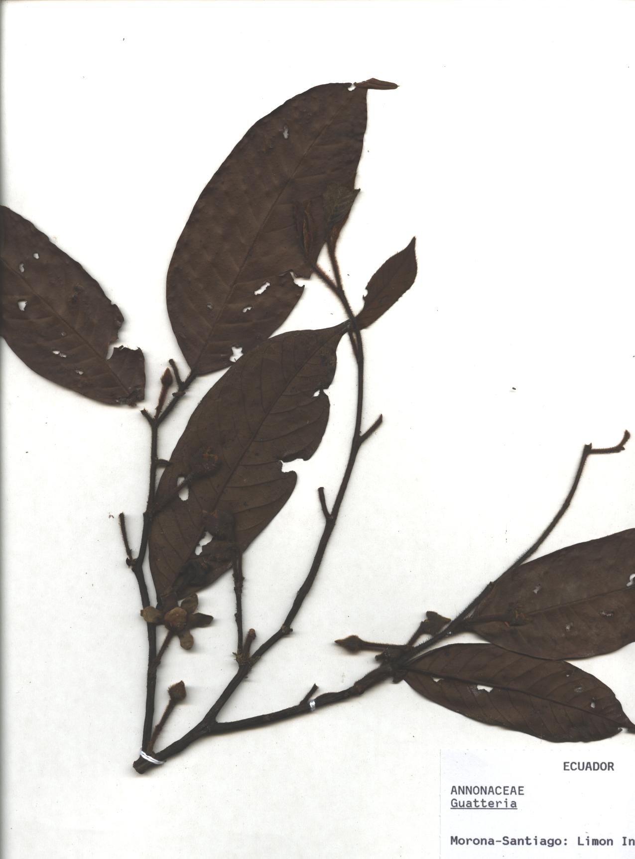 Guatteria sp. SIN DETERMINAR