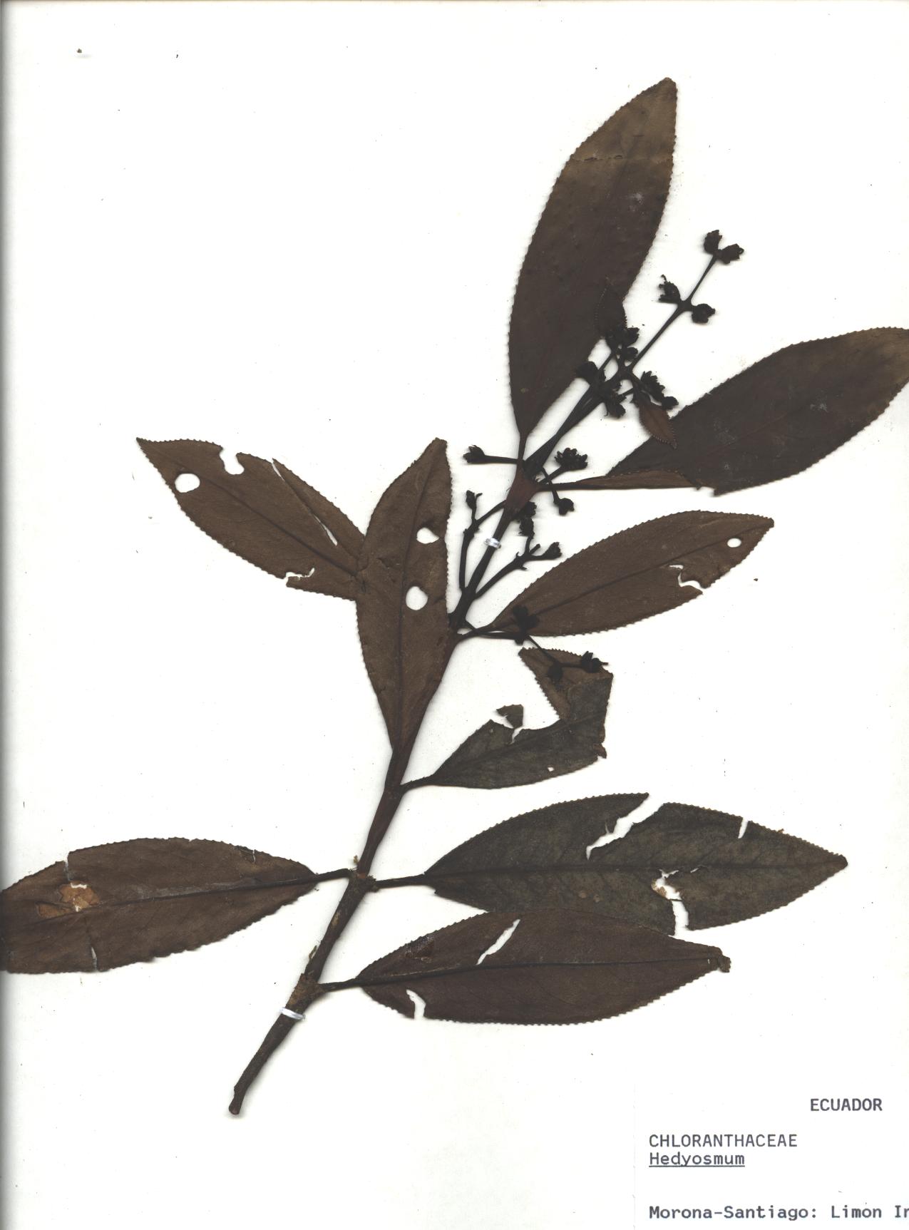 Hedyosmum sp. SIN DETERMINAR