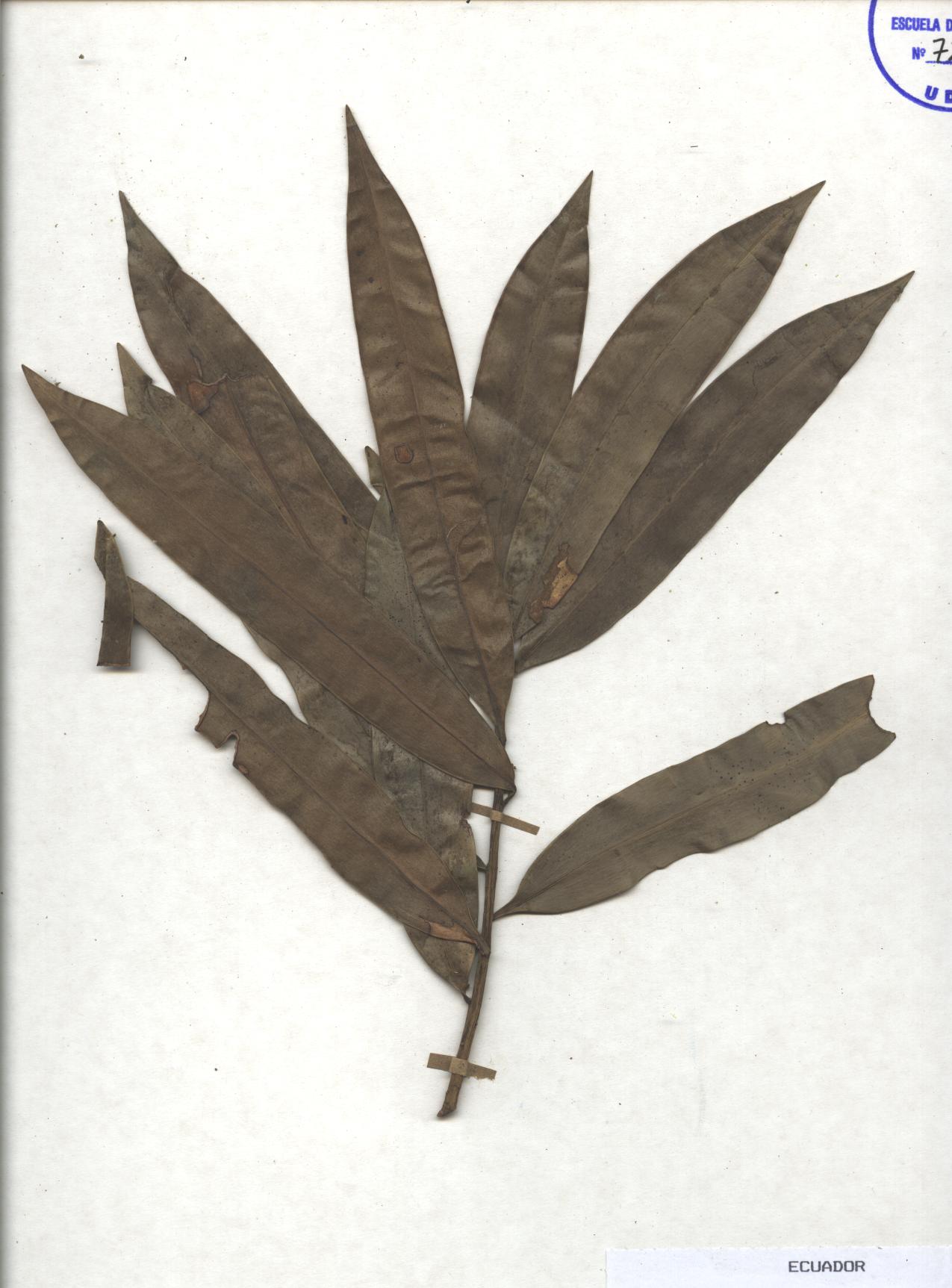 Podocarpus oleifolius D. Don ex Lamb.