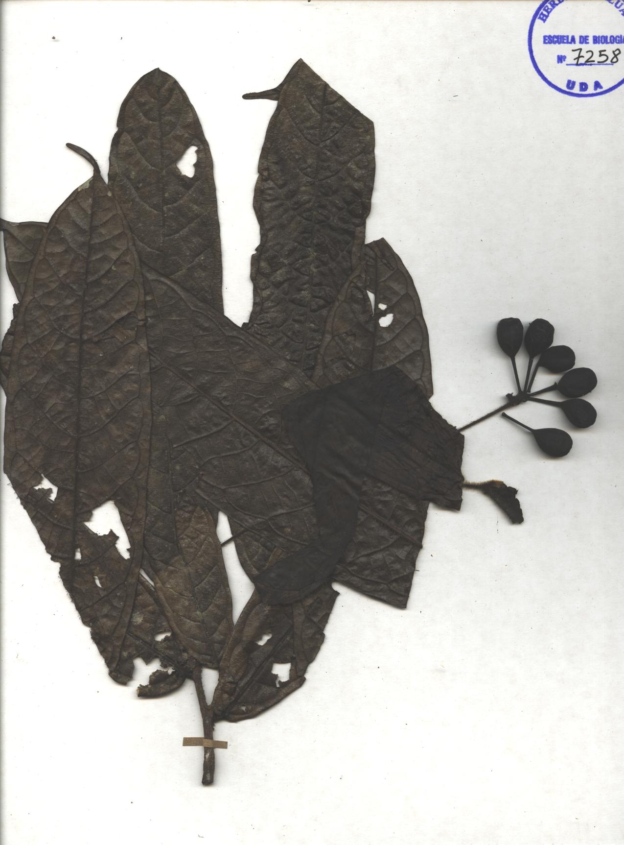 Guatteria sp. SIN DETERMINAR