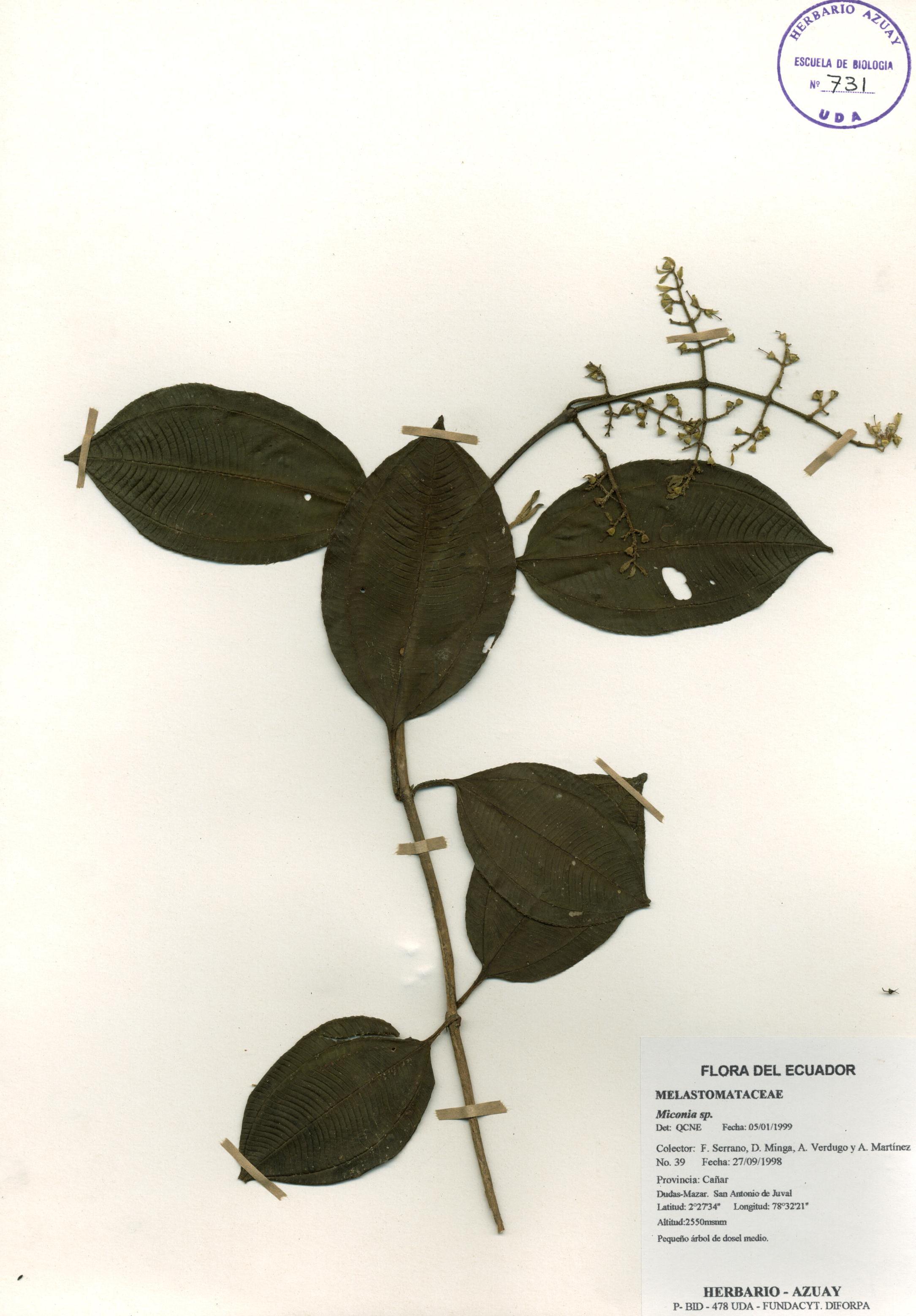 Miconia sp. SIN DETERMINAR