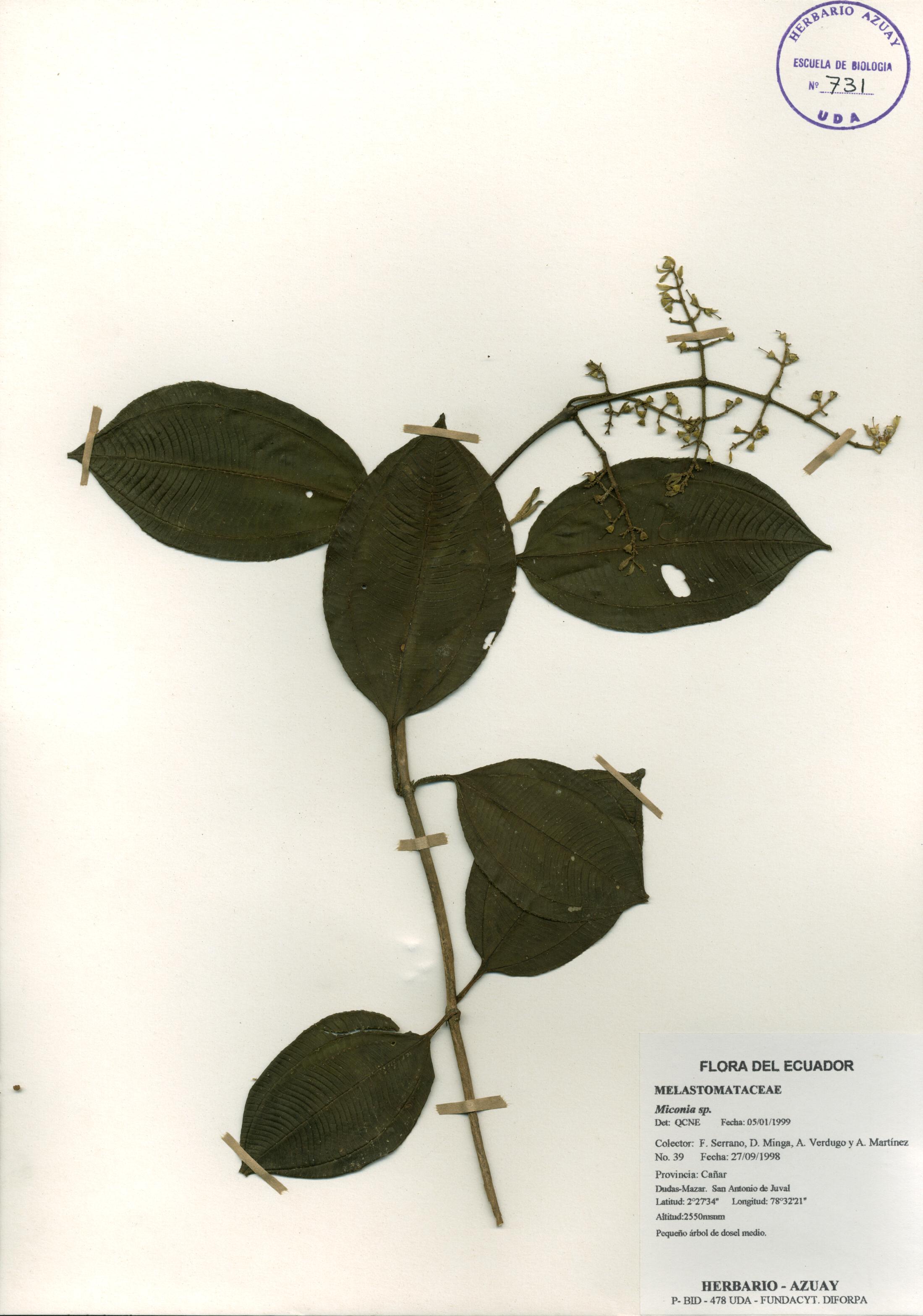 Miconia sp. SIN DETERMINAR