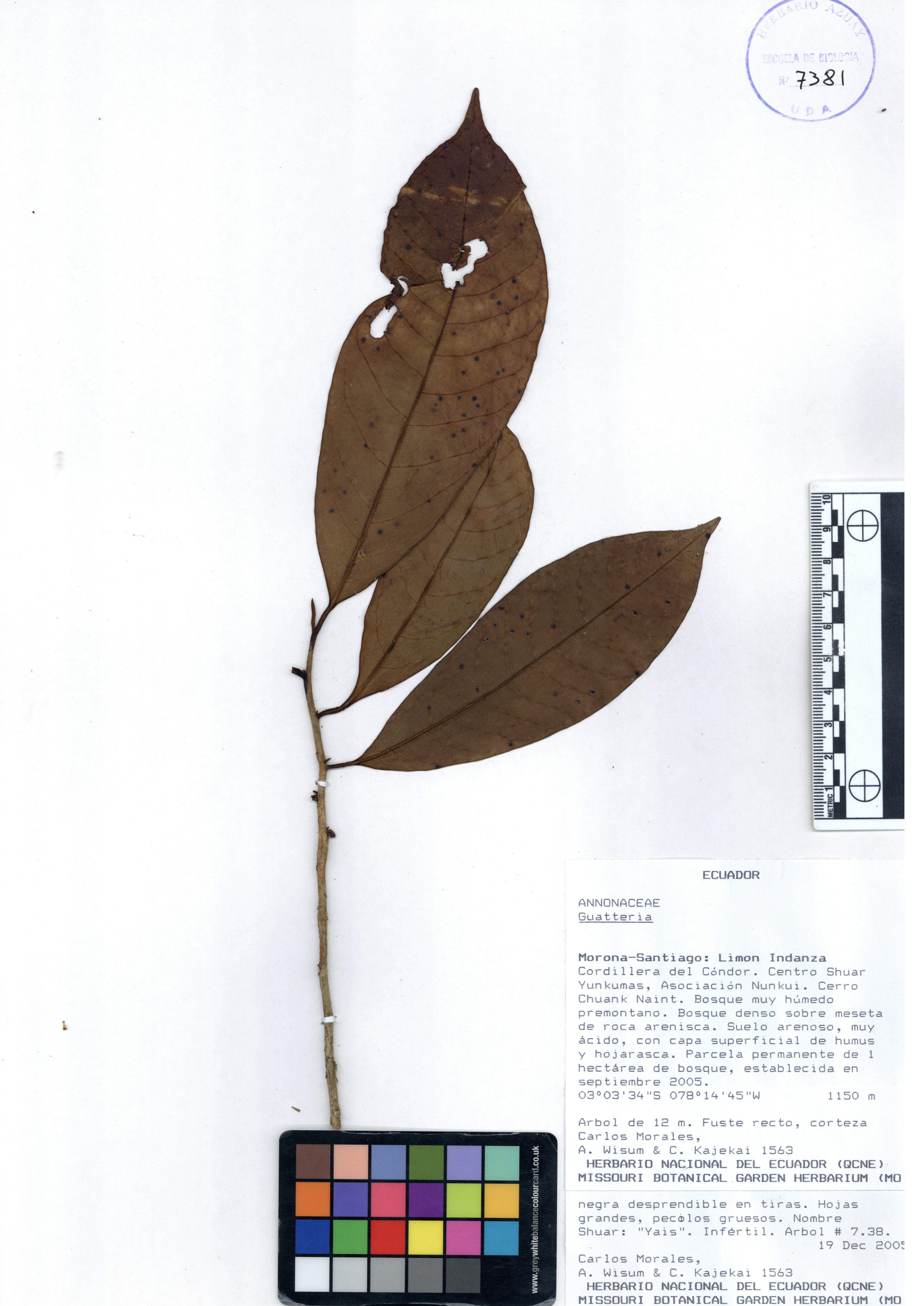 Guatteria sp. SIN DETERMINAR