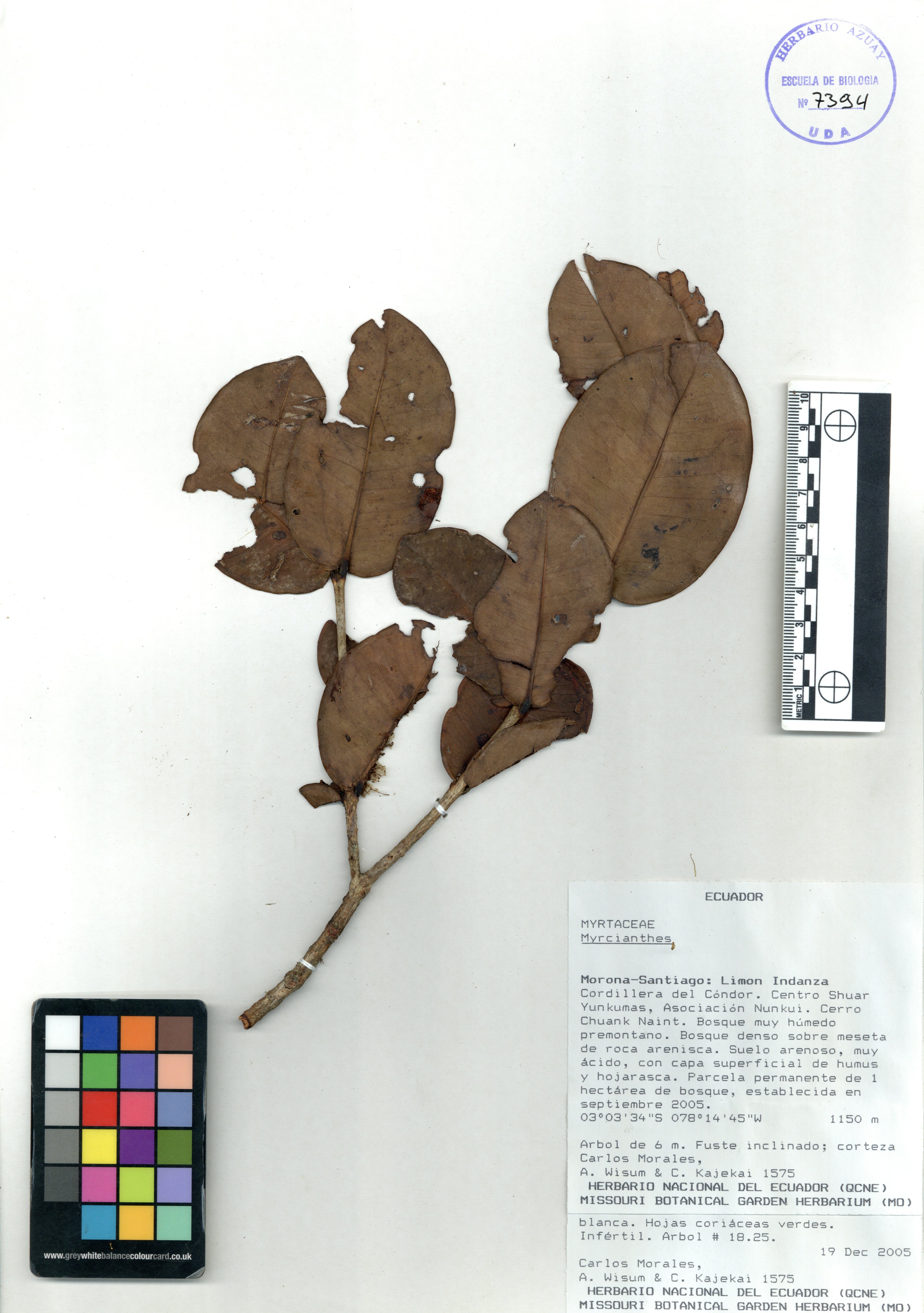 Myrcianthes sp. SIN DETERMINAR
