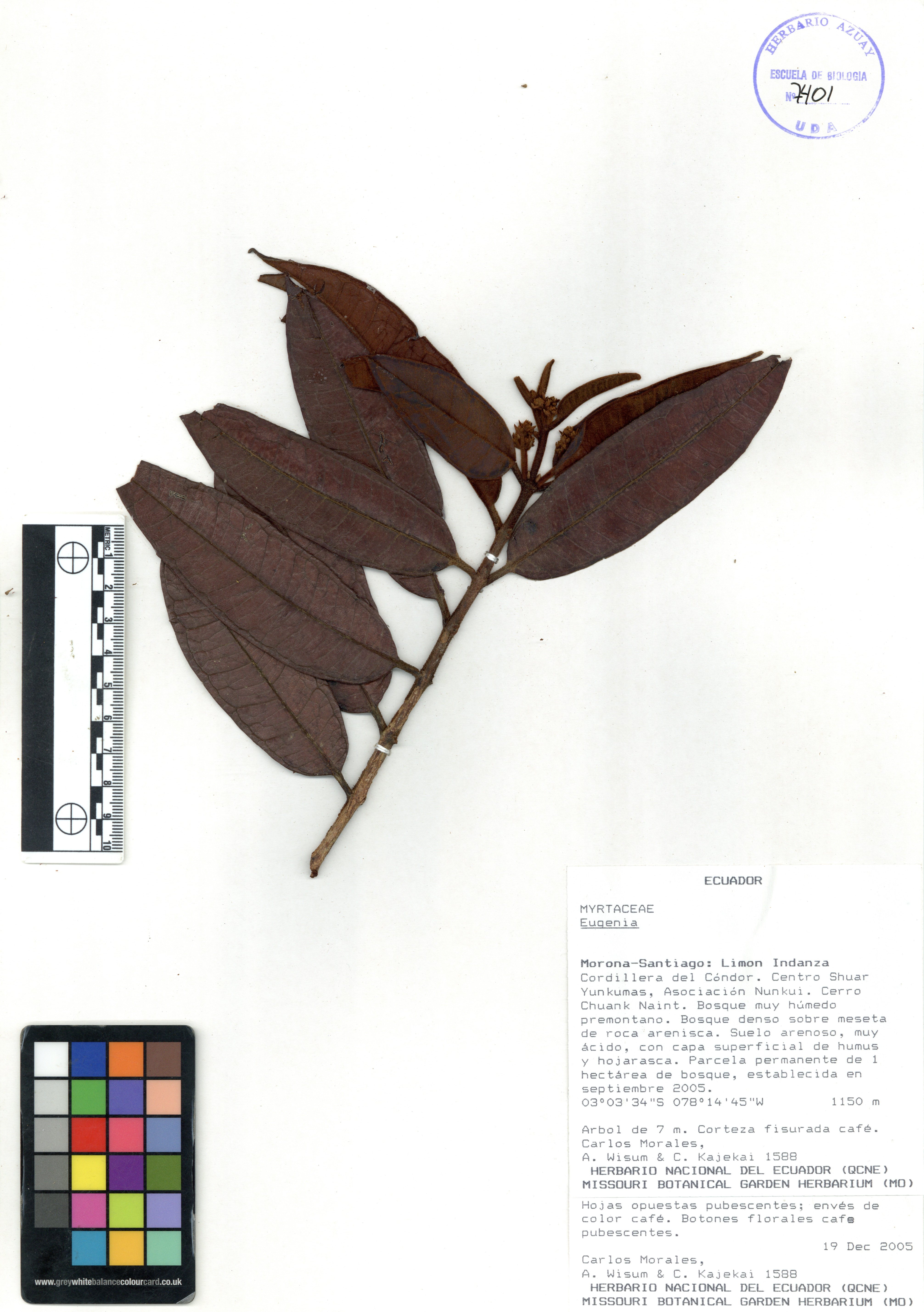Eugenia sp. SIN DETERMINAR