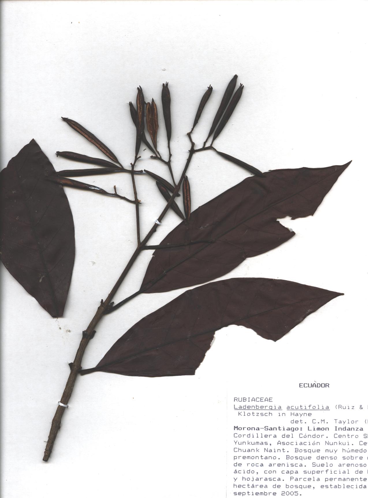 Ladenbergia acutifolia (Ruiz & Pav.) Klotzsch