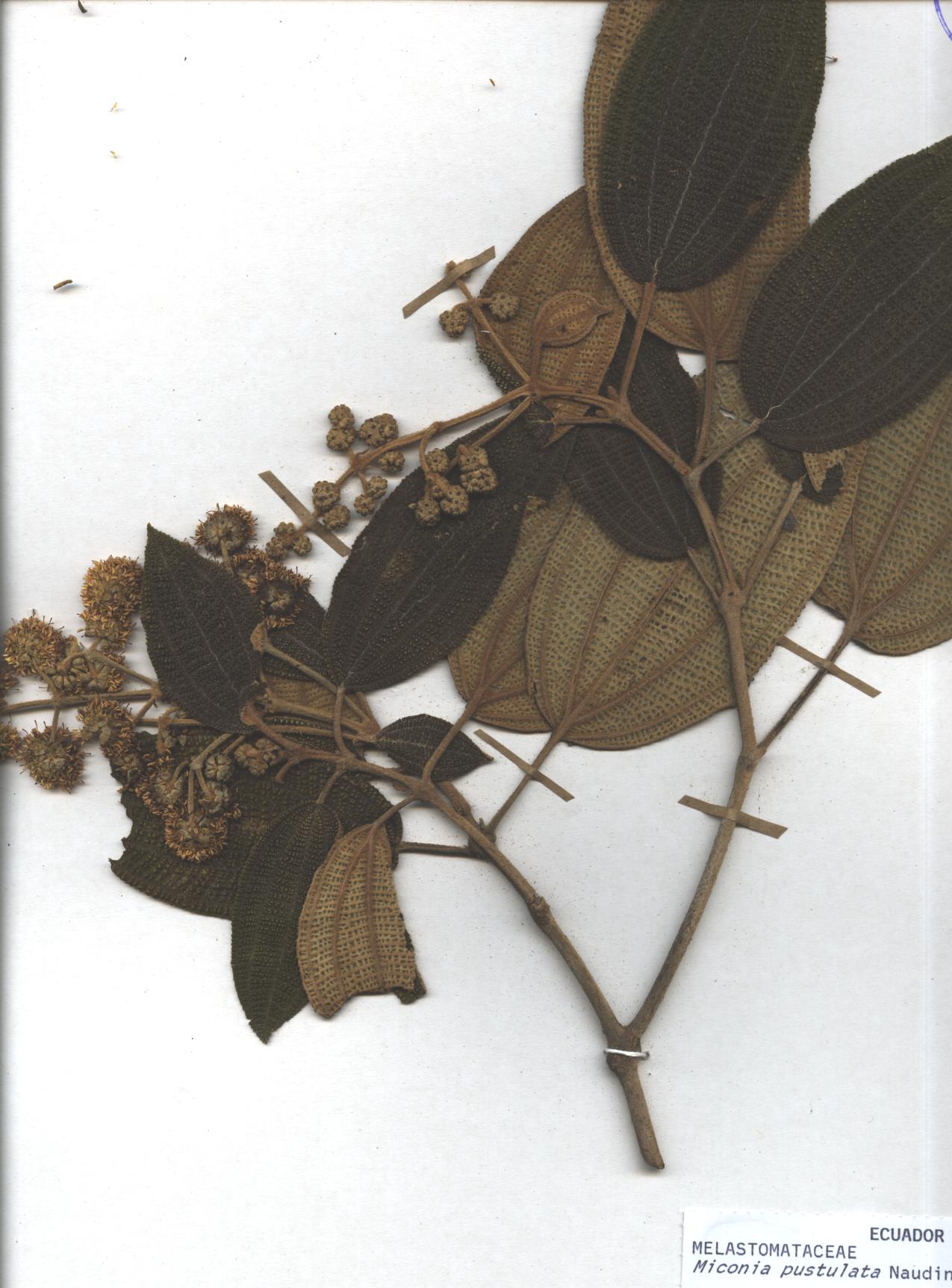 Miconia pustulata Naudin