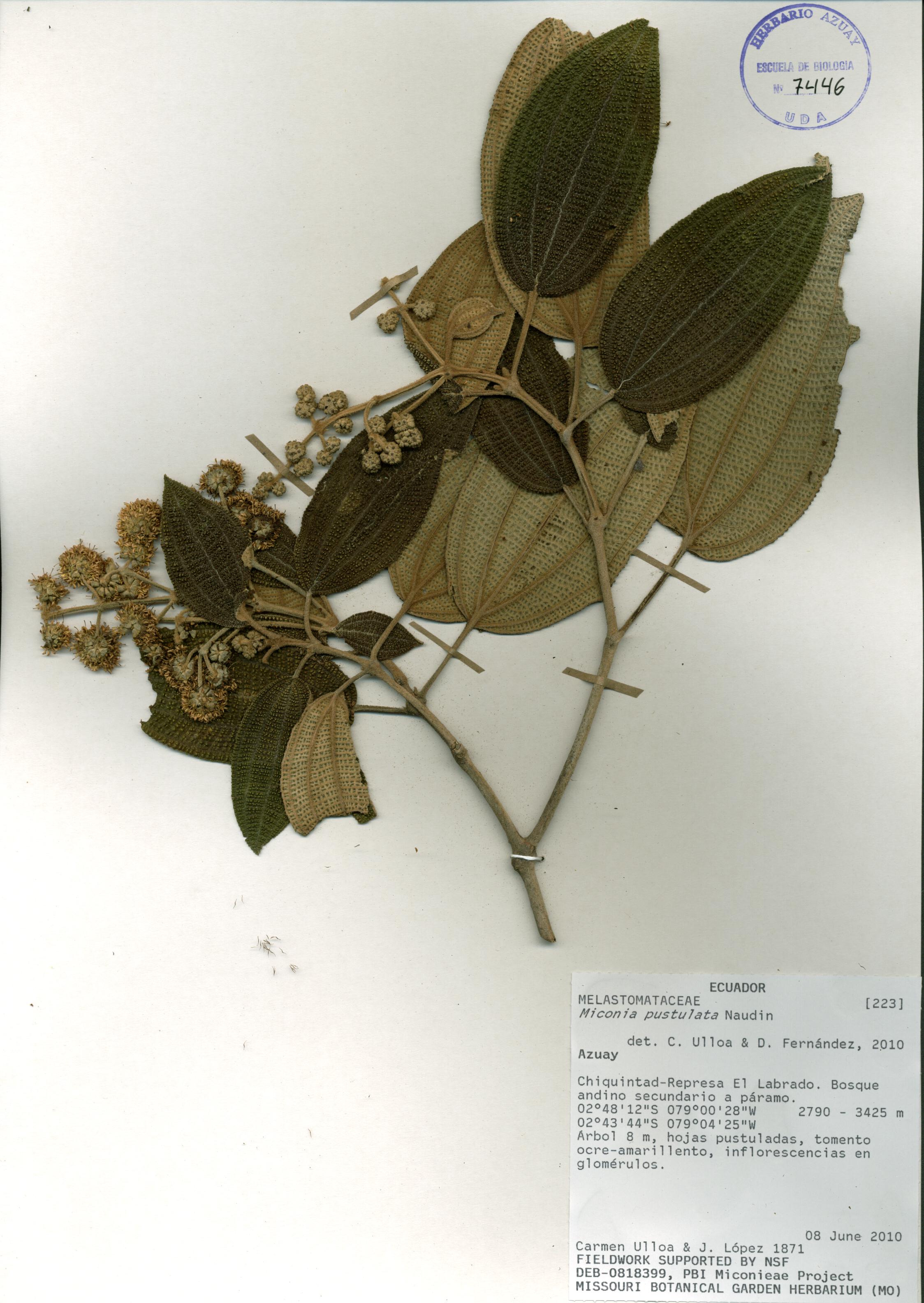 Miconia pustulata Naudin