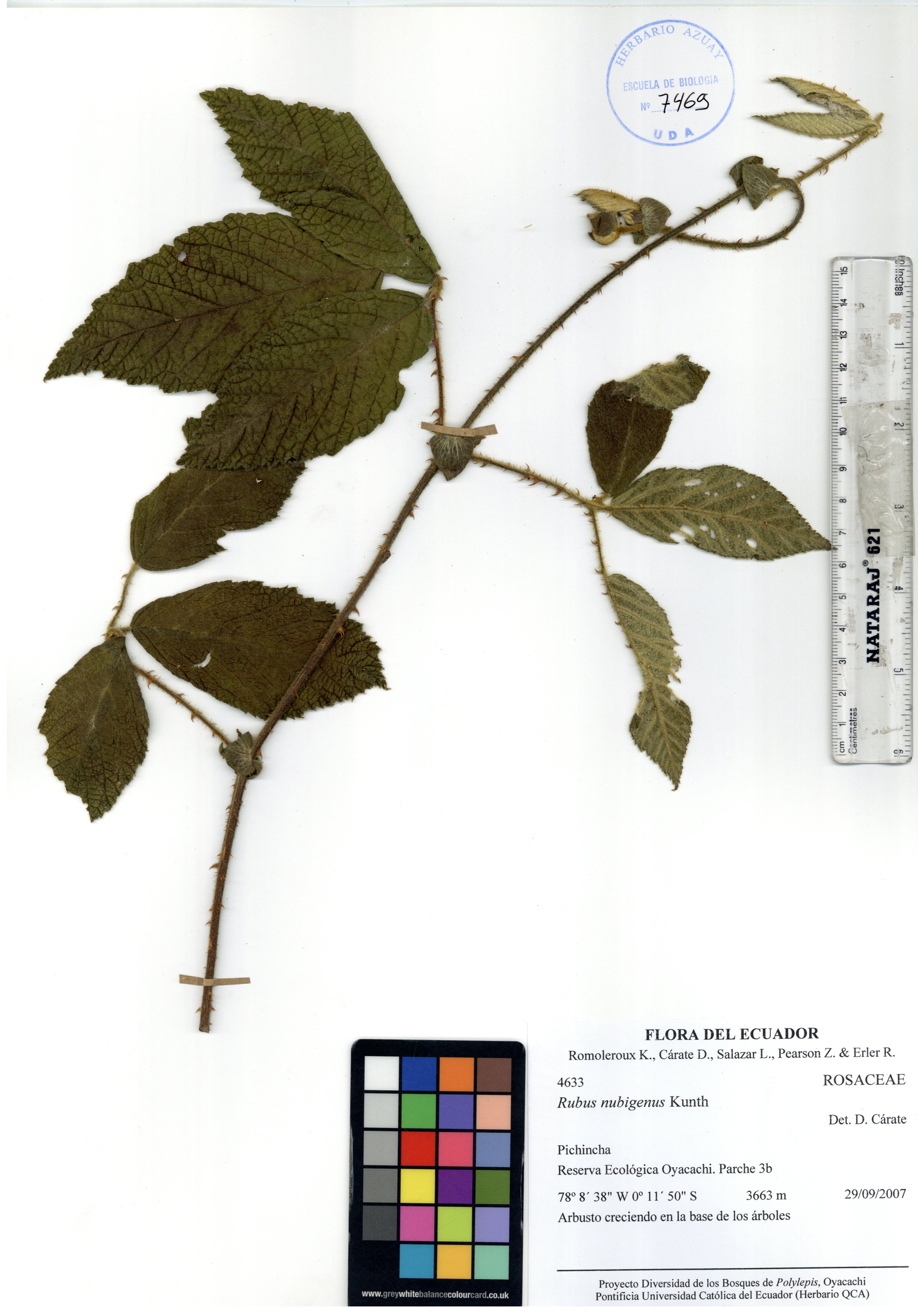 Rubus nubigenus Kunth