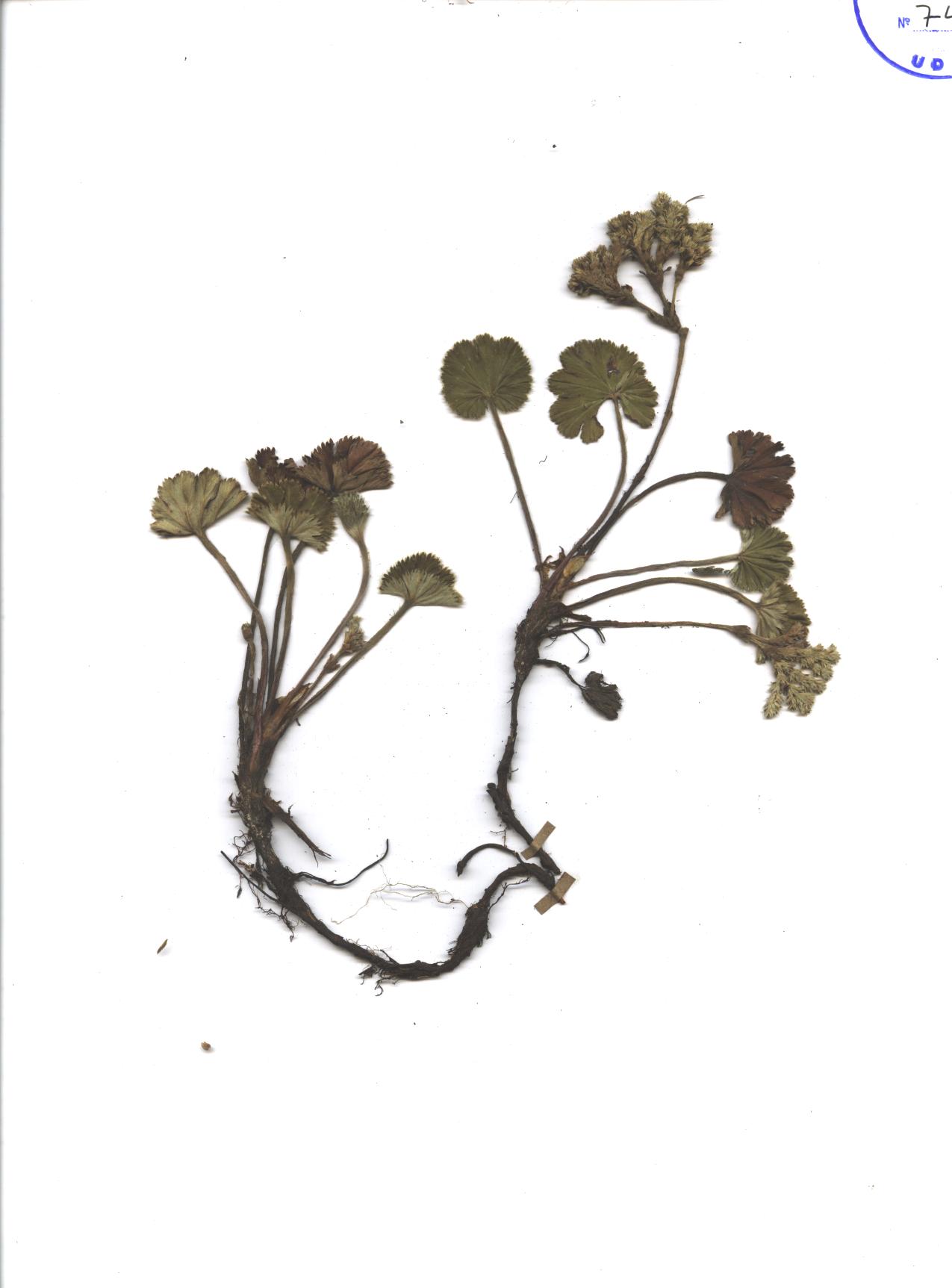Lachemilla orbiculata (Ruiz & Pav.) Rydb.