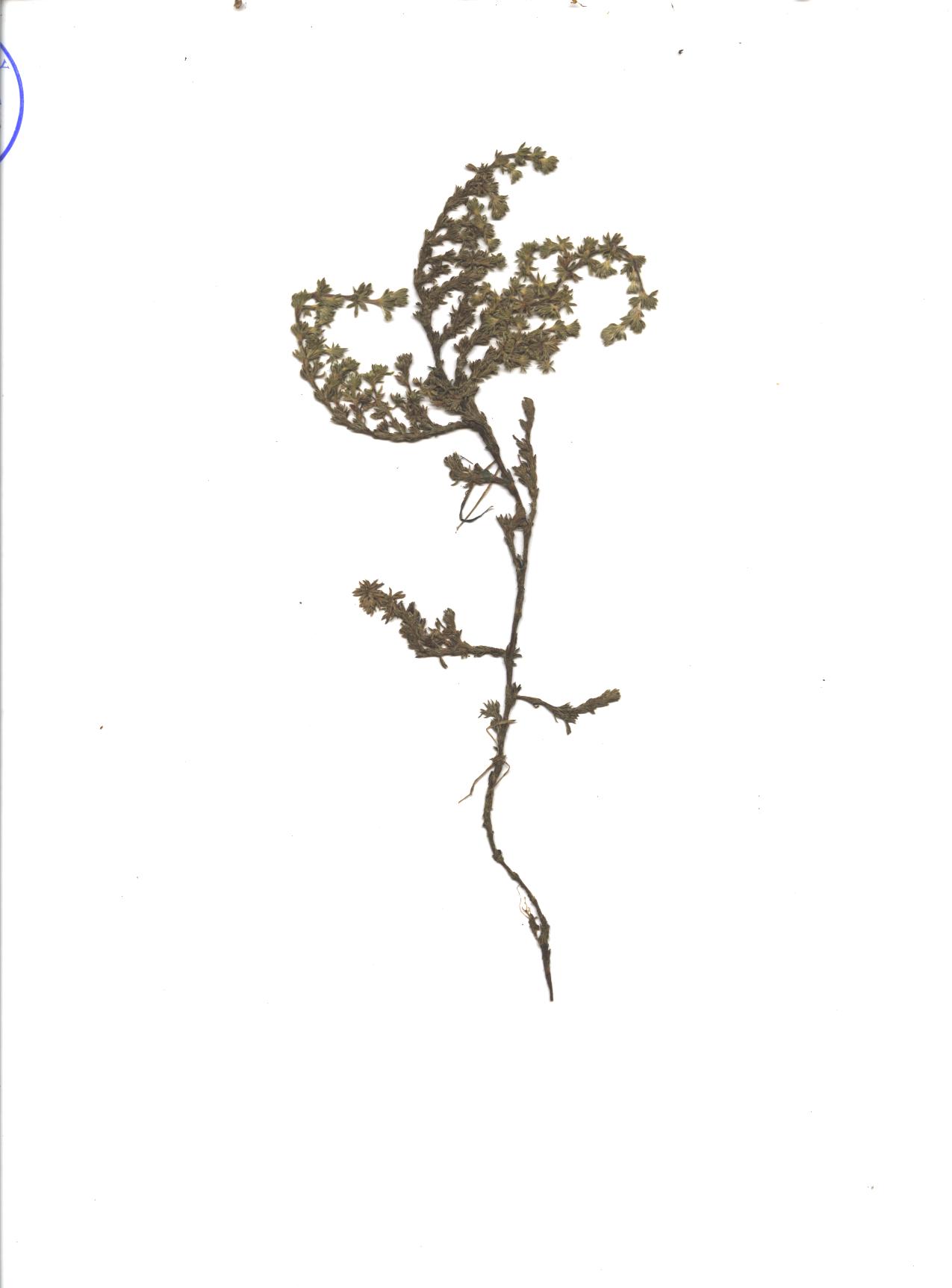 Lachemilla holosericea (L.M. Perry) Rothm.