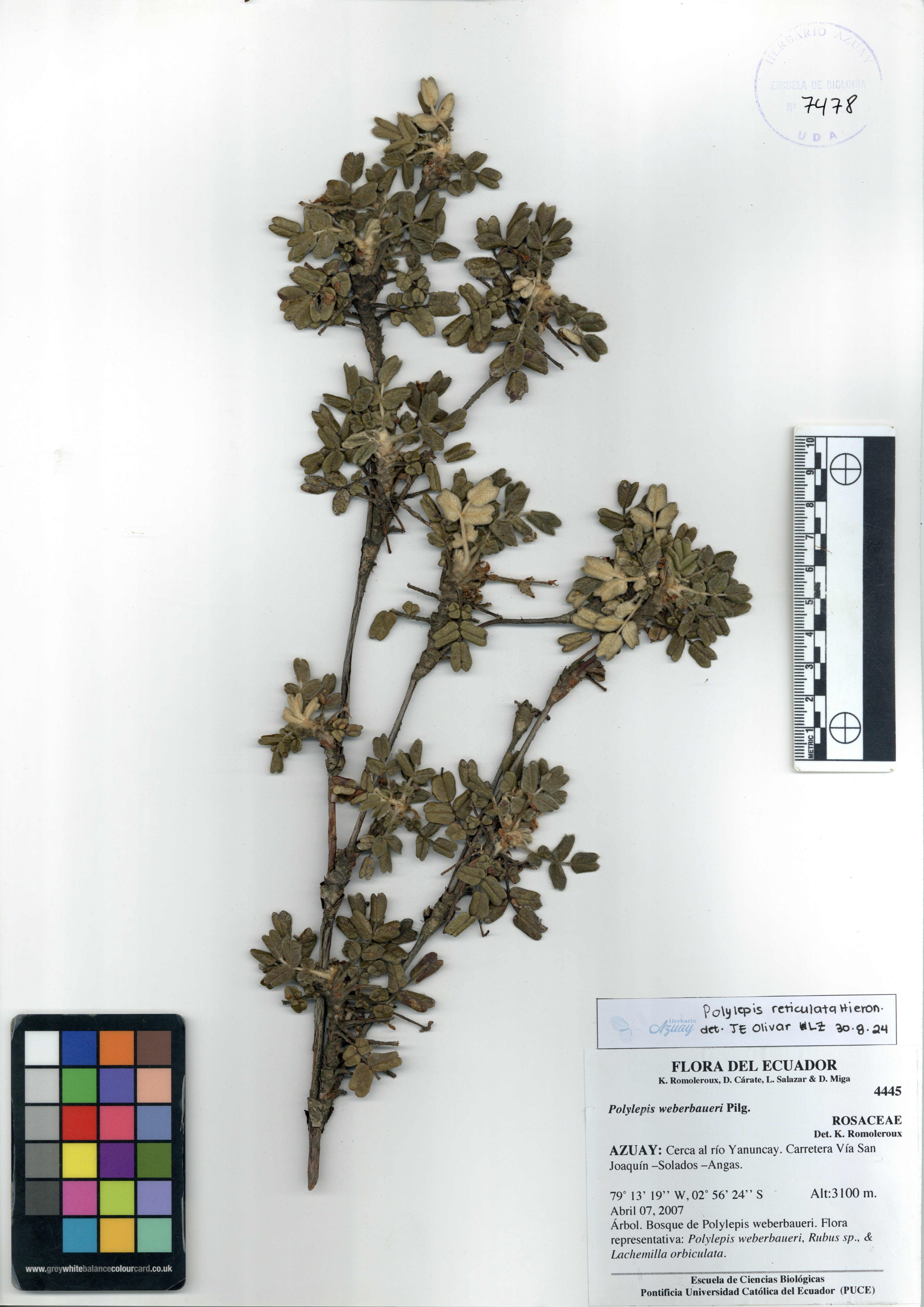 Polylepis simpsoniae T. Boza & M. Kessler
