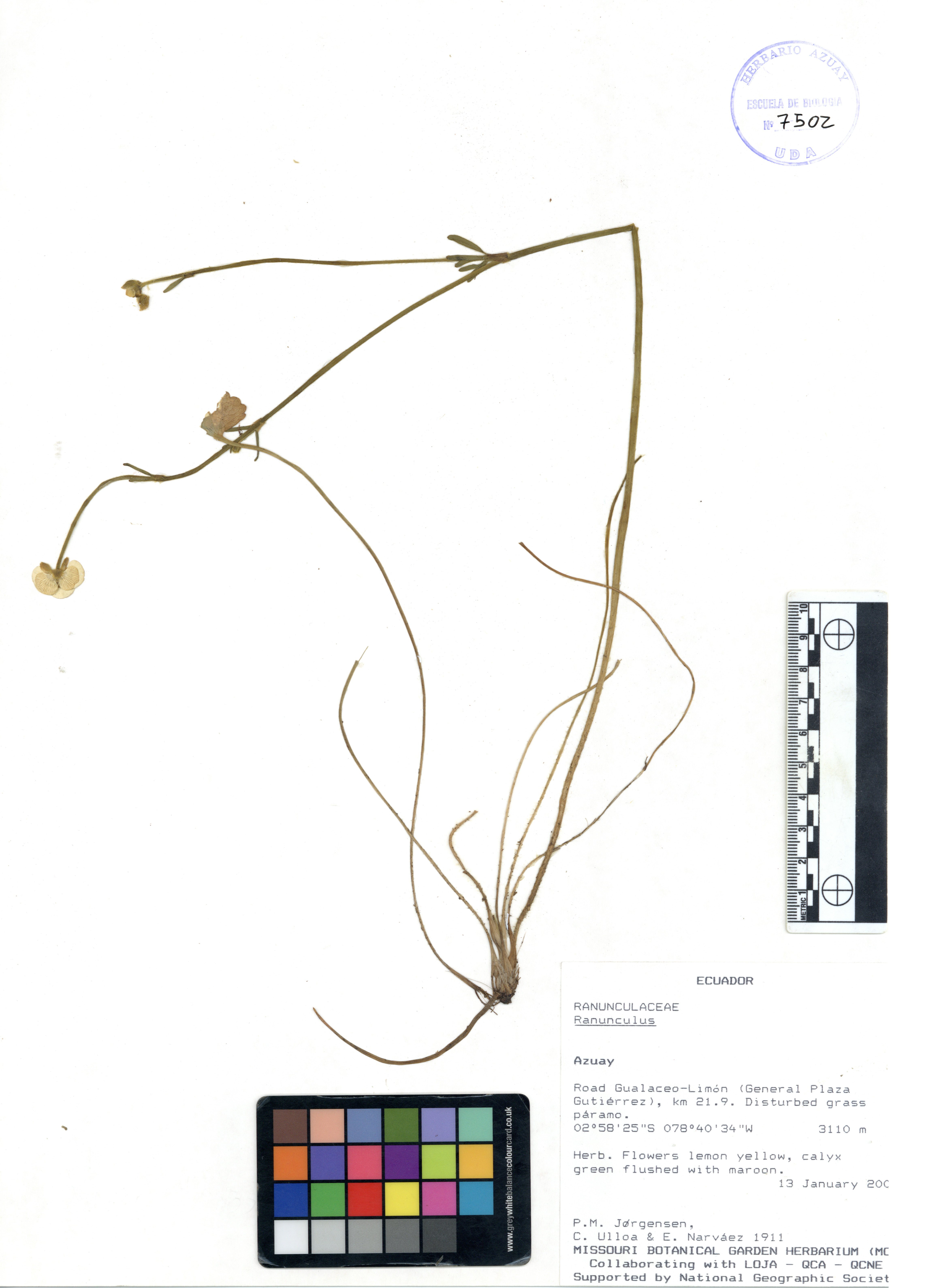 Ranunculus sp. SIN DETERMINAR