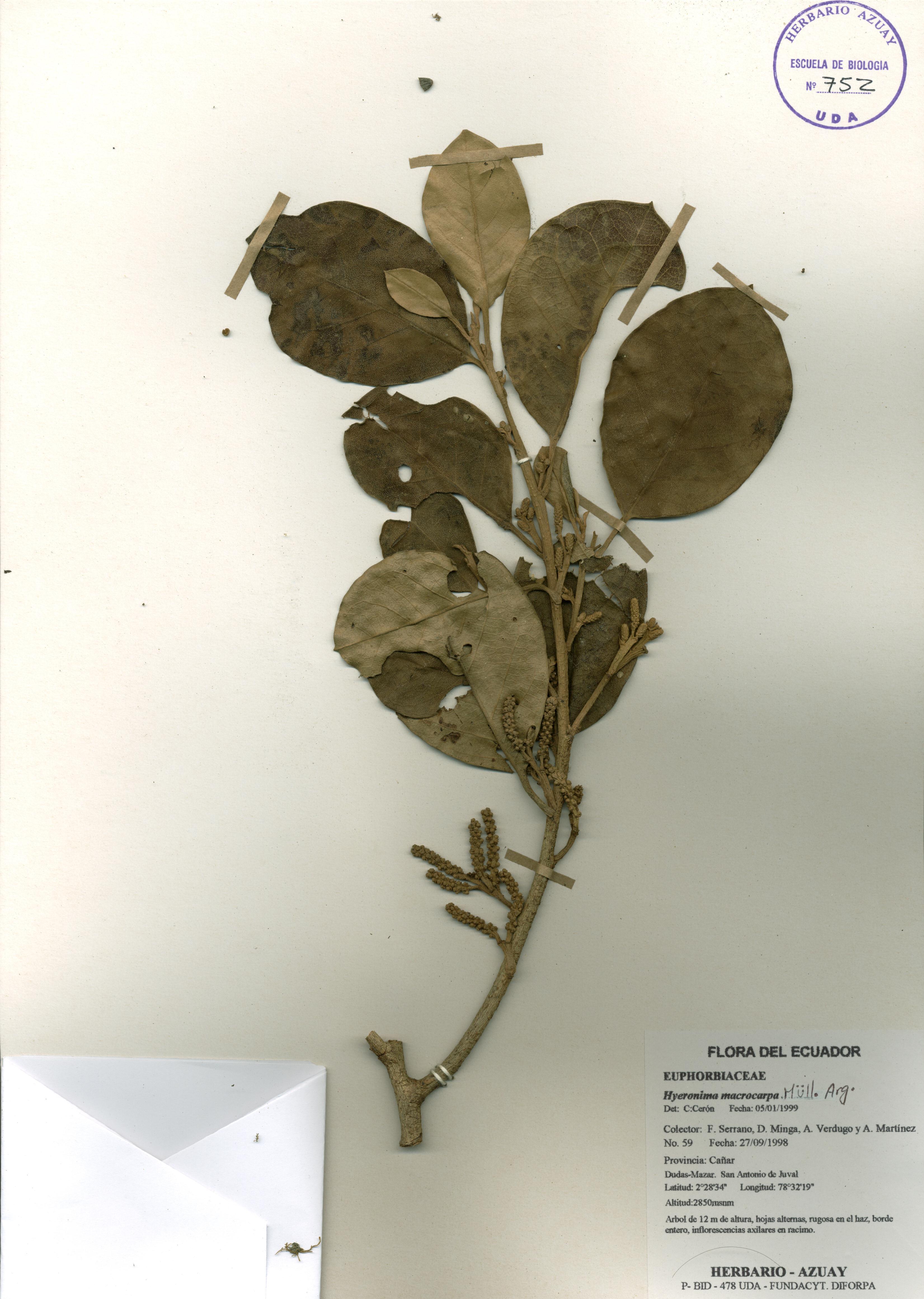Hieronyma macrocarpa Müll. Arg.