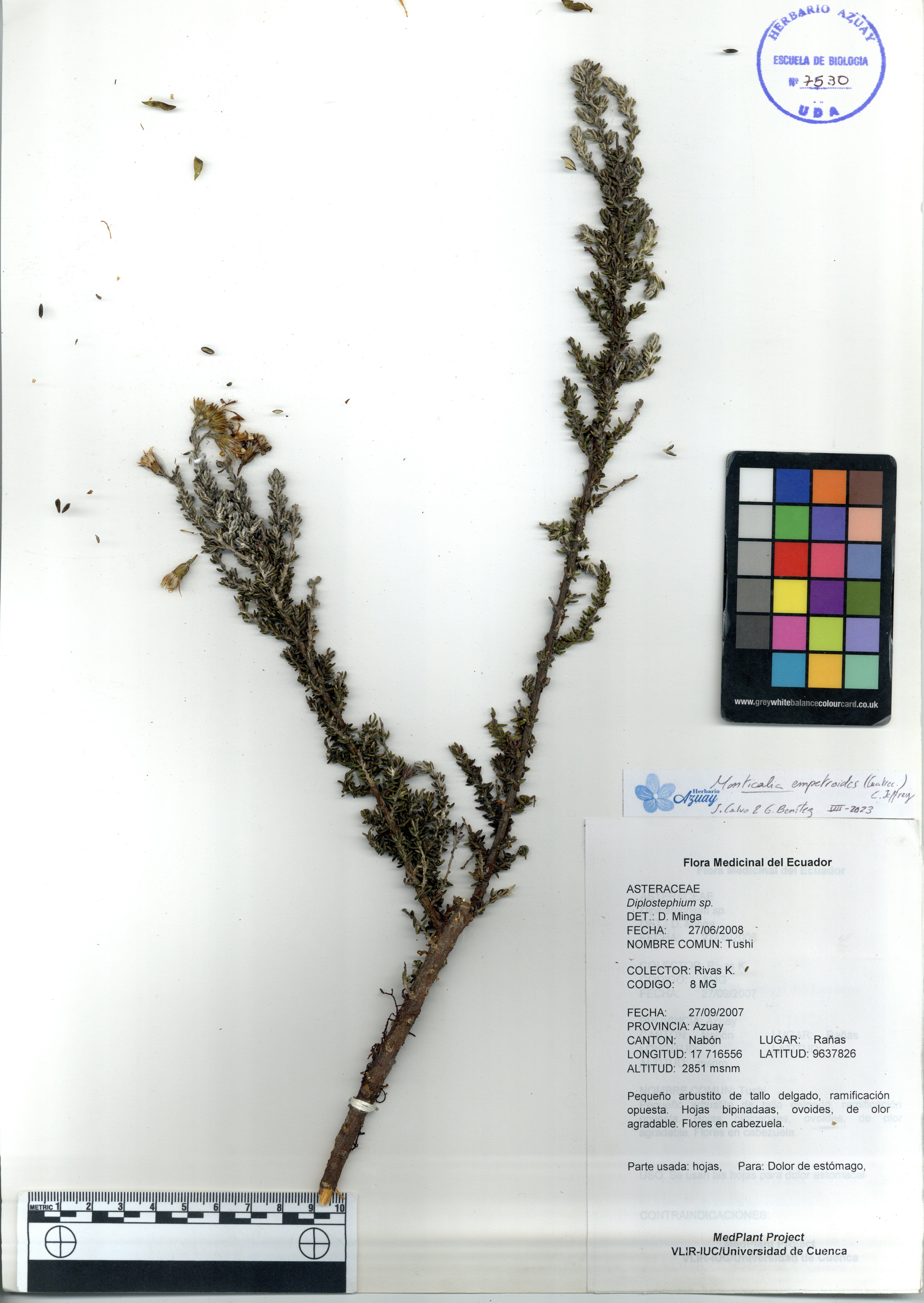 Monticalia empetroides  (Cuatrec.) C. Jeffrey