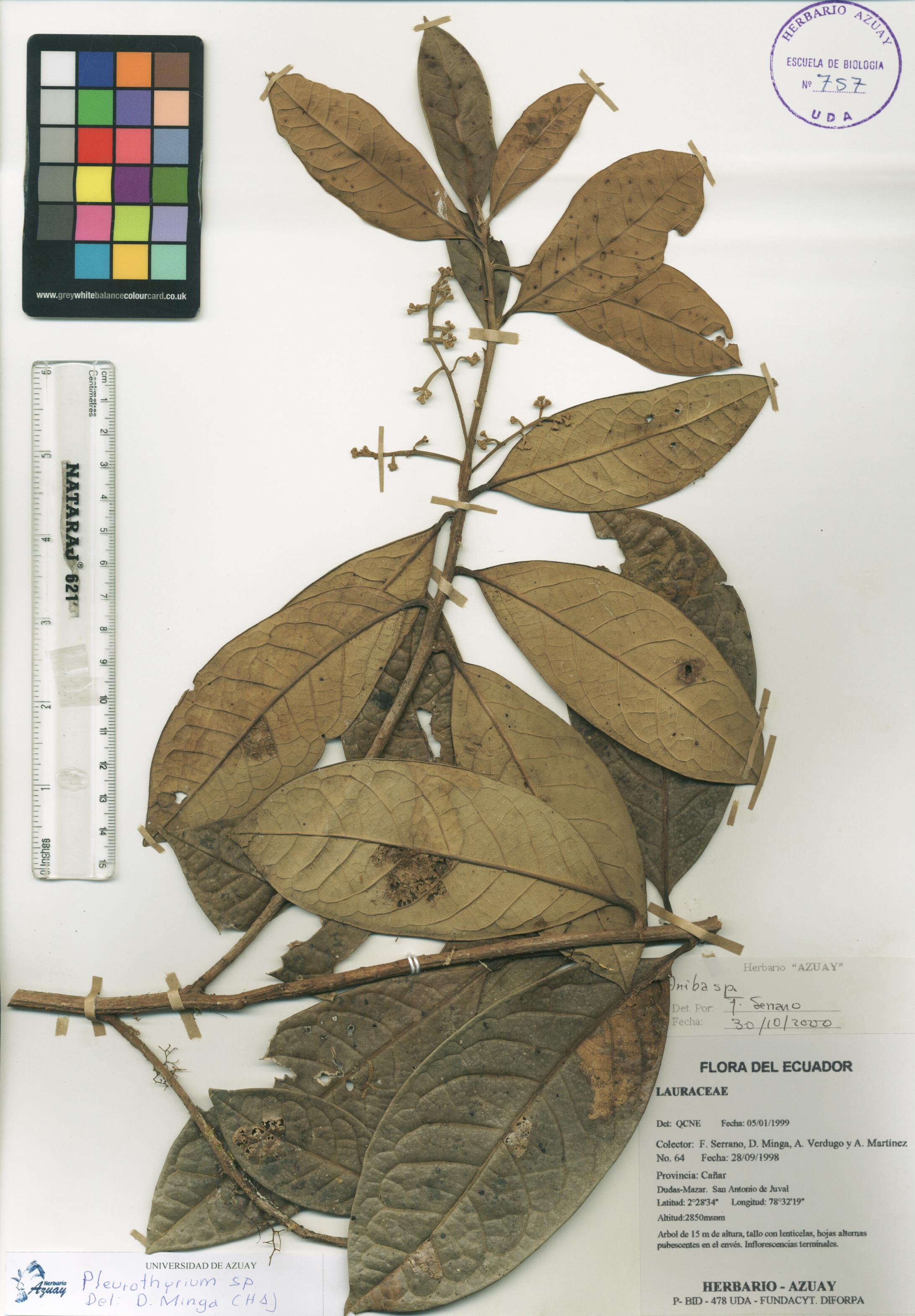 Pleurothyrium sin determinar sin determinar