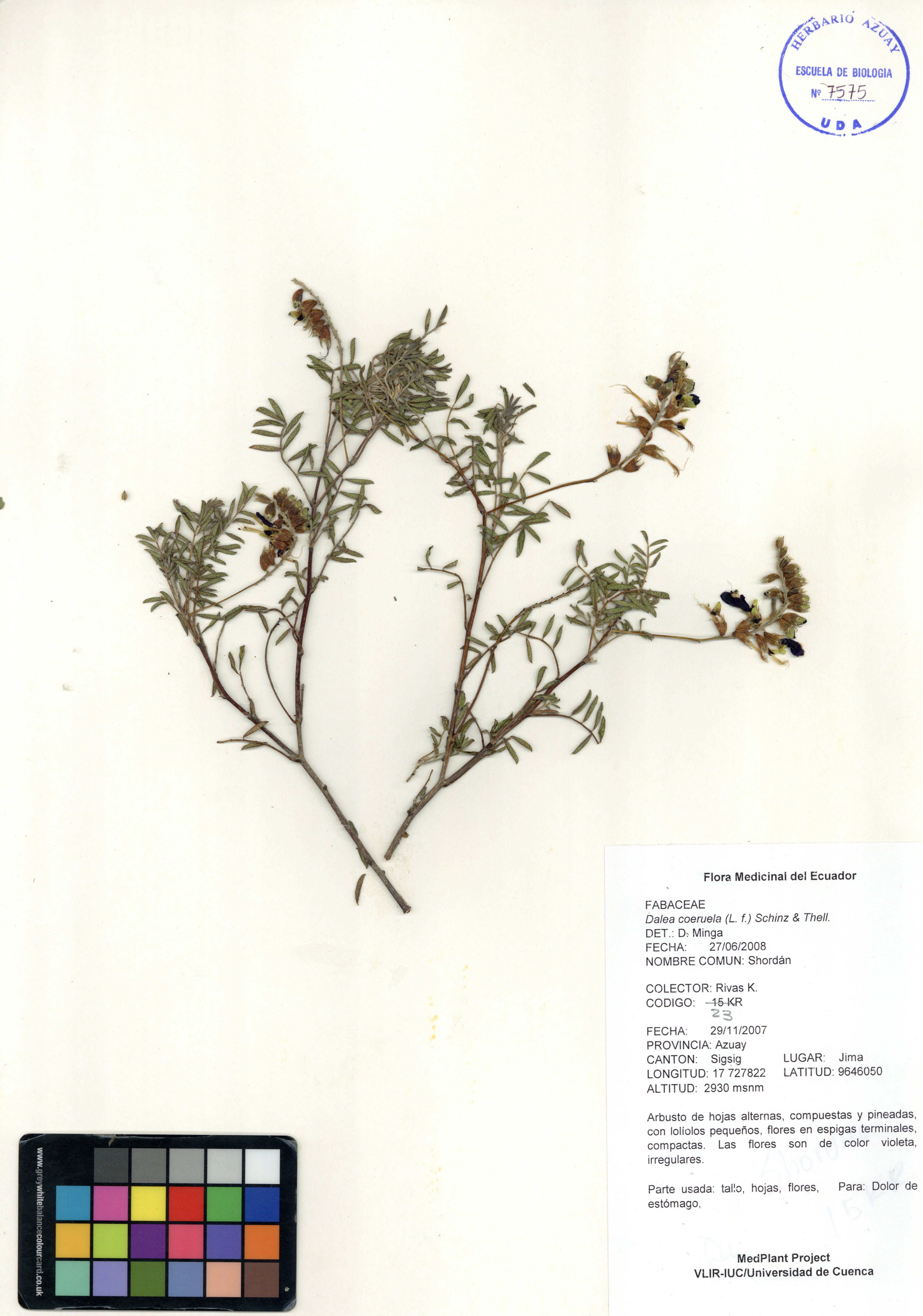 Dalea coerulea (L.f.) Schinz & Thell.