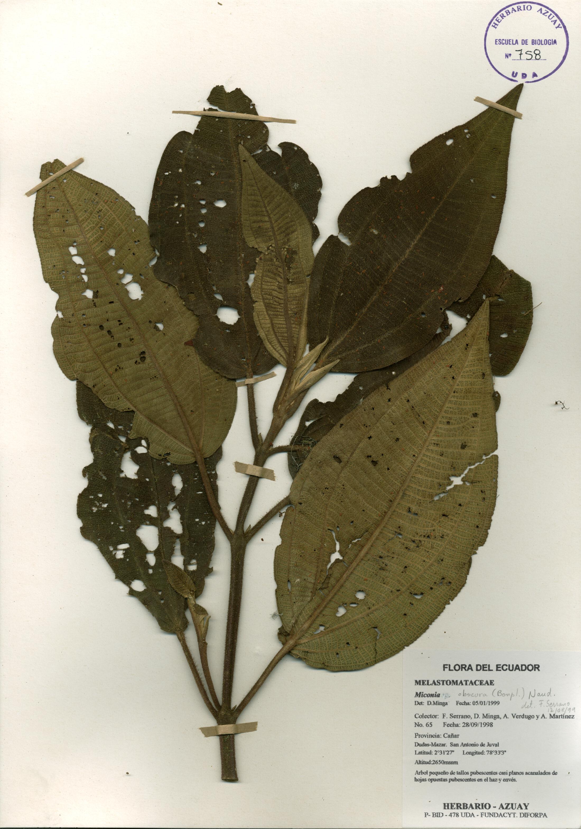 Miconia obscura (Bonpl.) Naudin