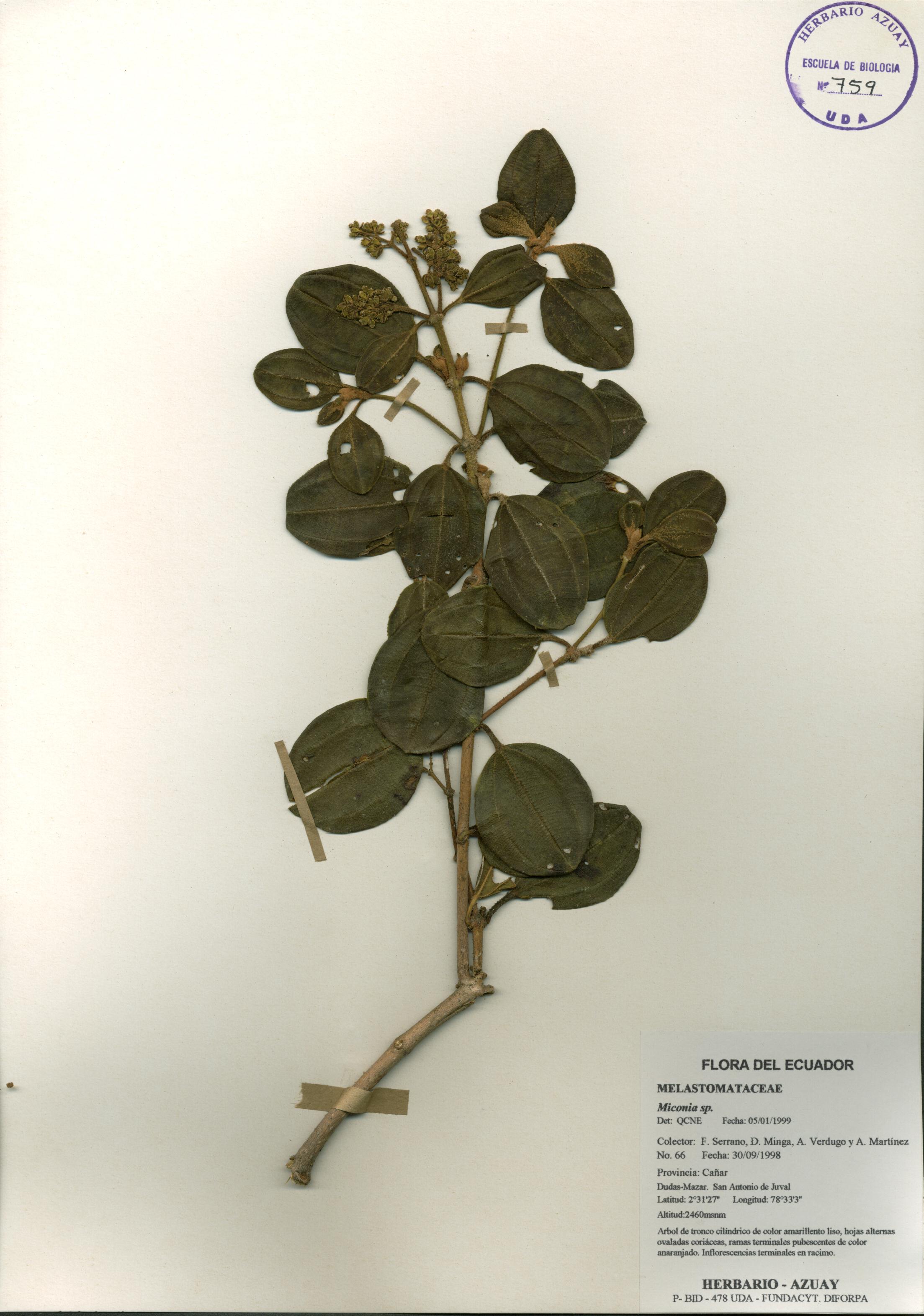 Miconia sp. SIN DETERMINAR