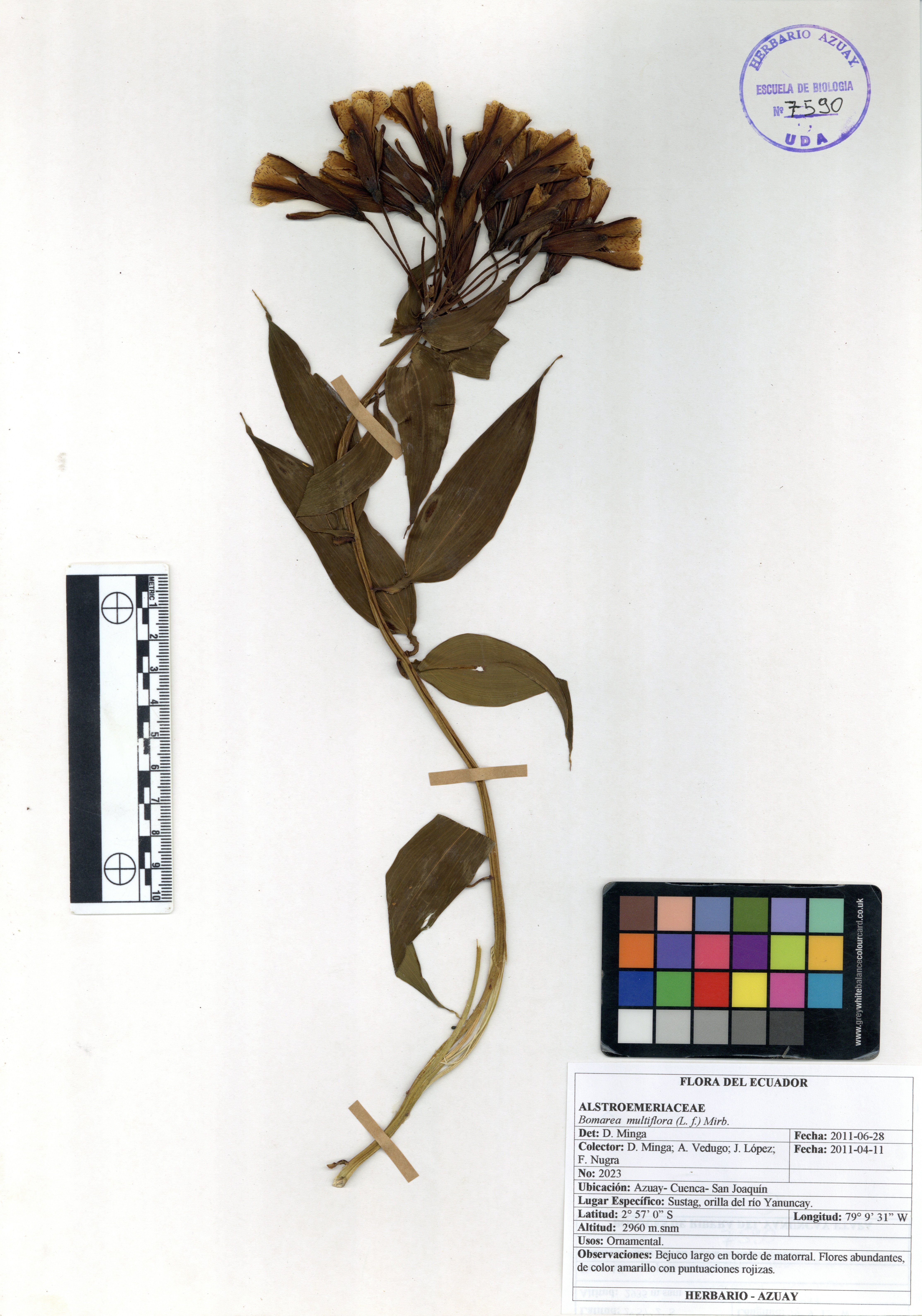 Bomarea multiflora (L. f.) Mirb.