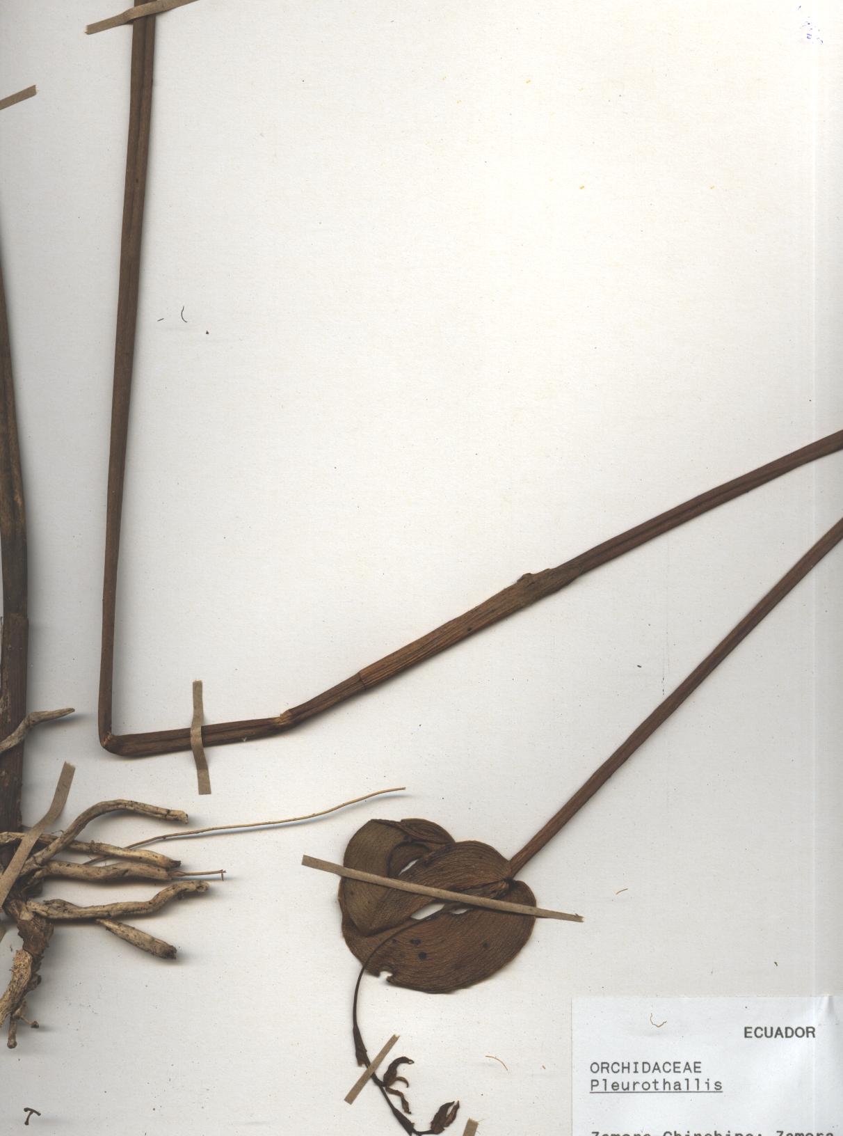 Pleurothallis sp. SIN DETERMINAR