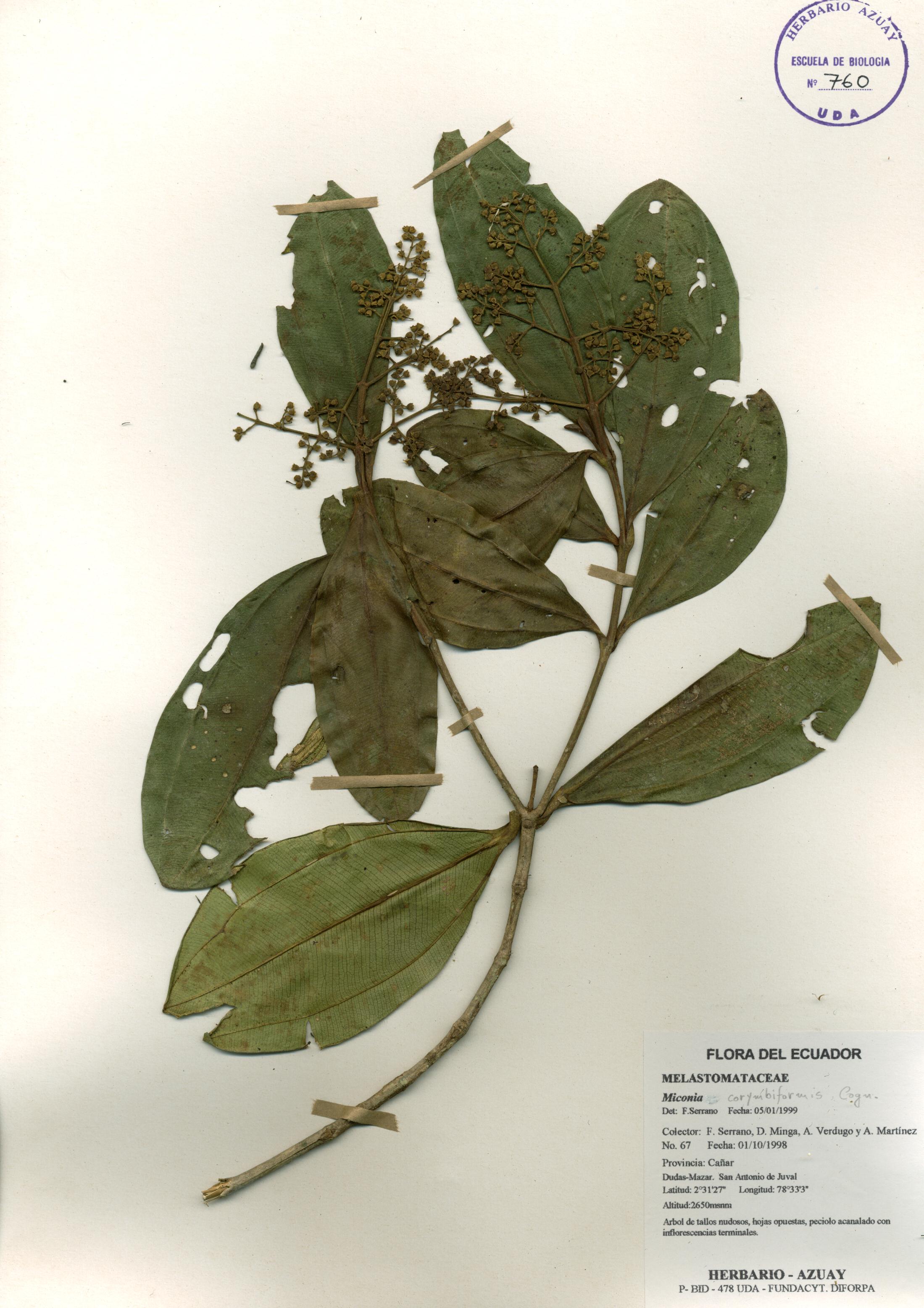 Miconia corymbiformis Cogn.