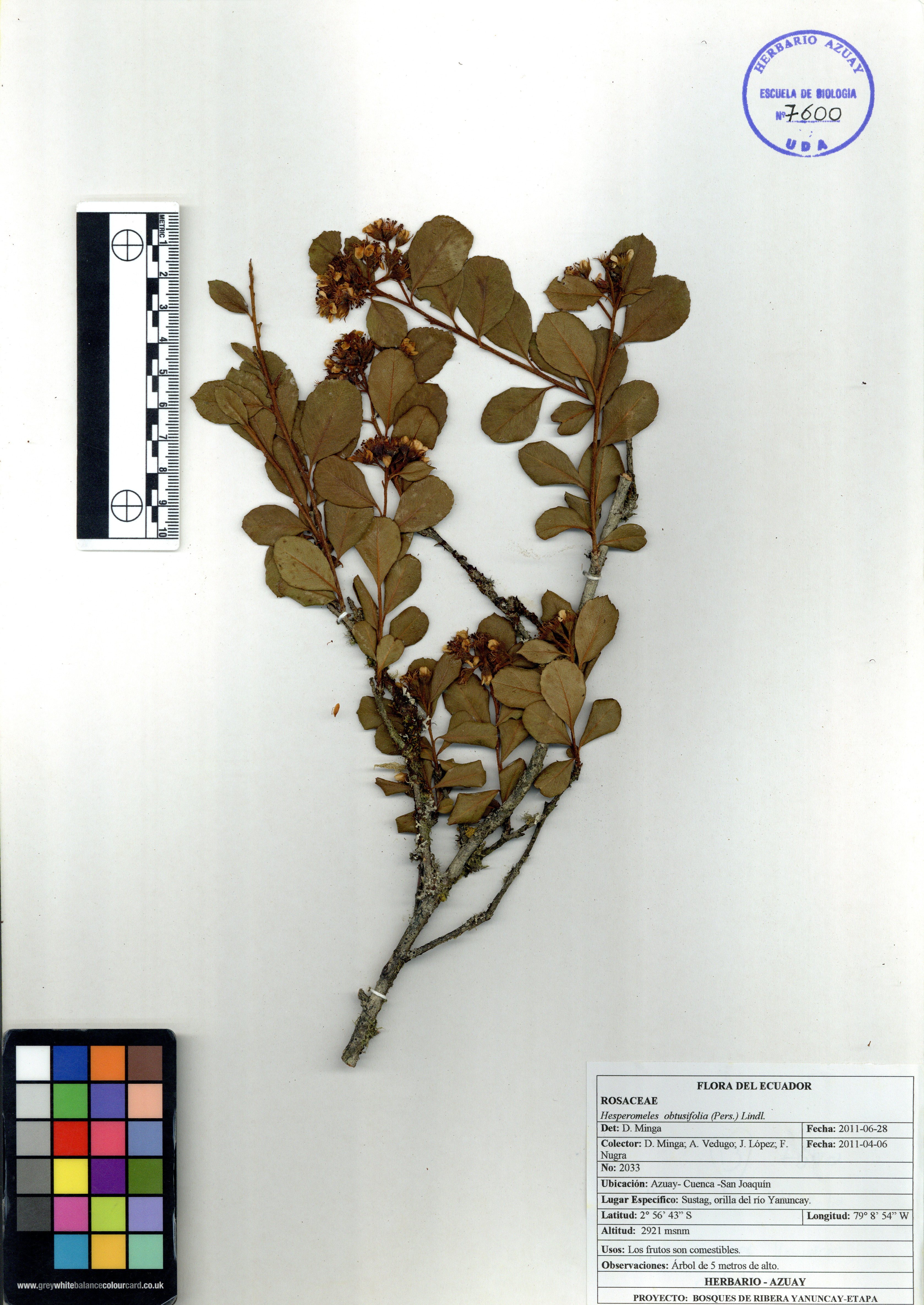 Hesperomeles obtusifolia (Pers.) Lindl.
