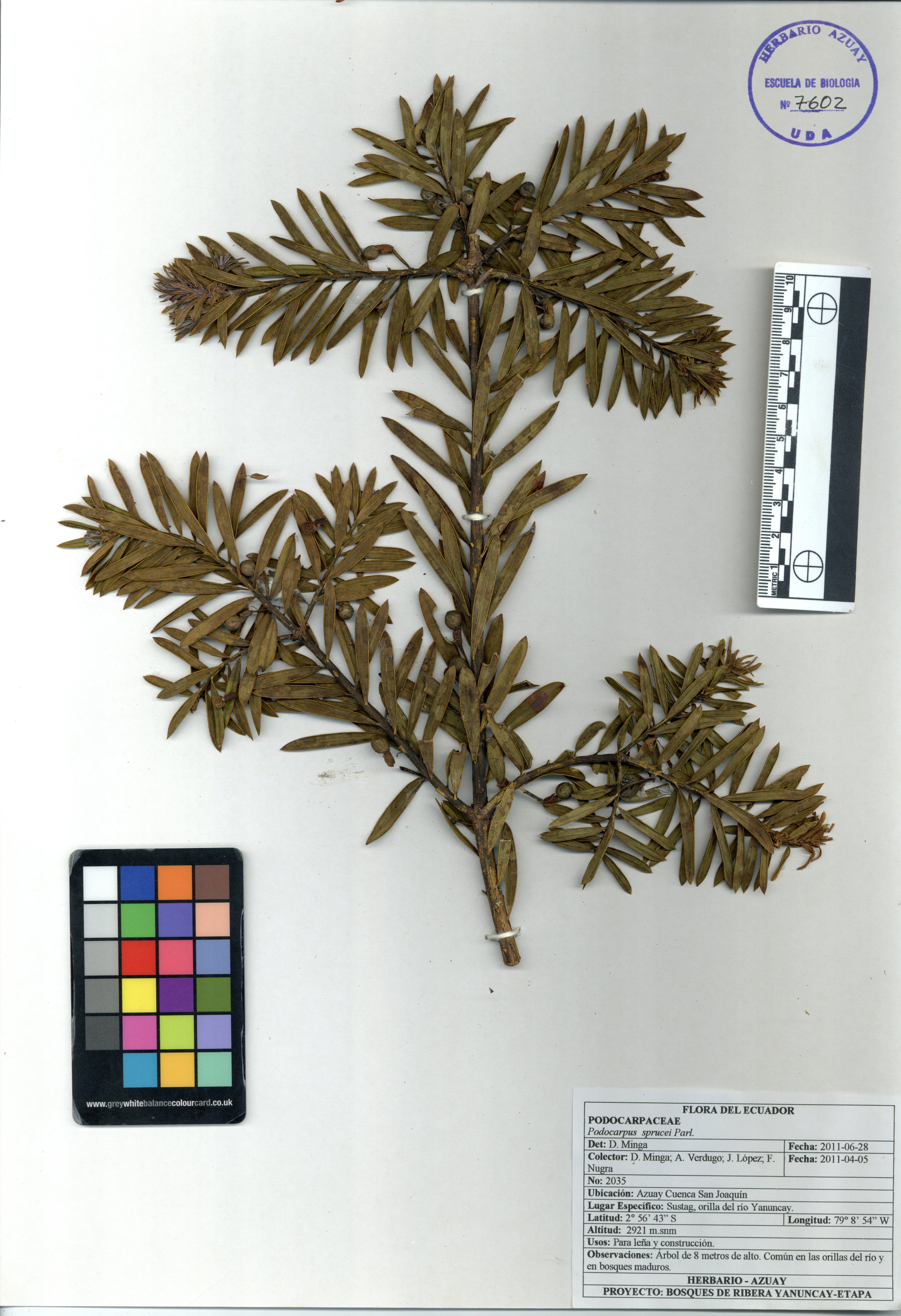Podocarpus sprucei Parl.