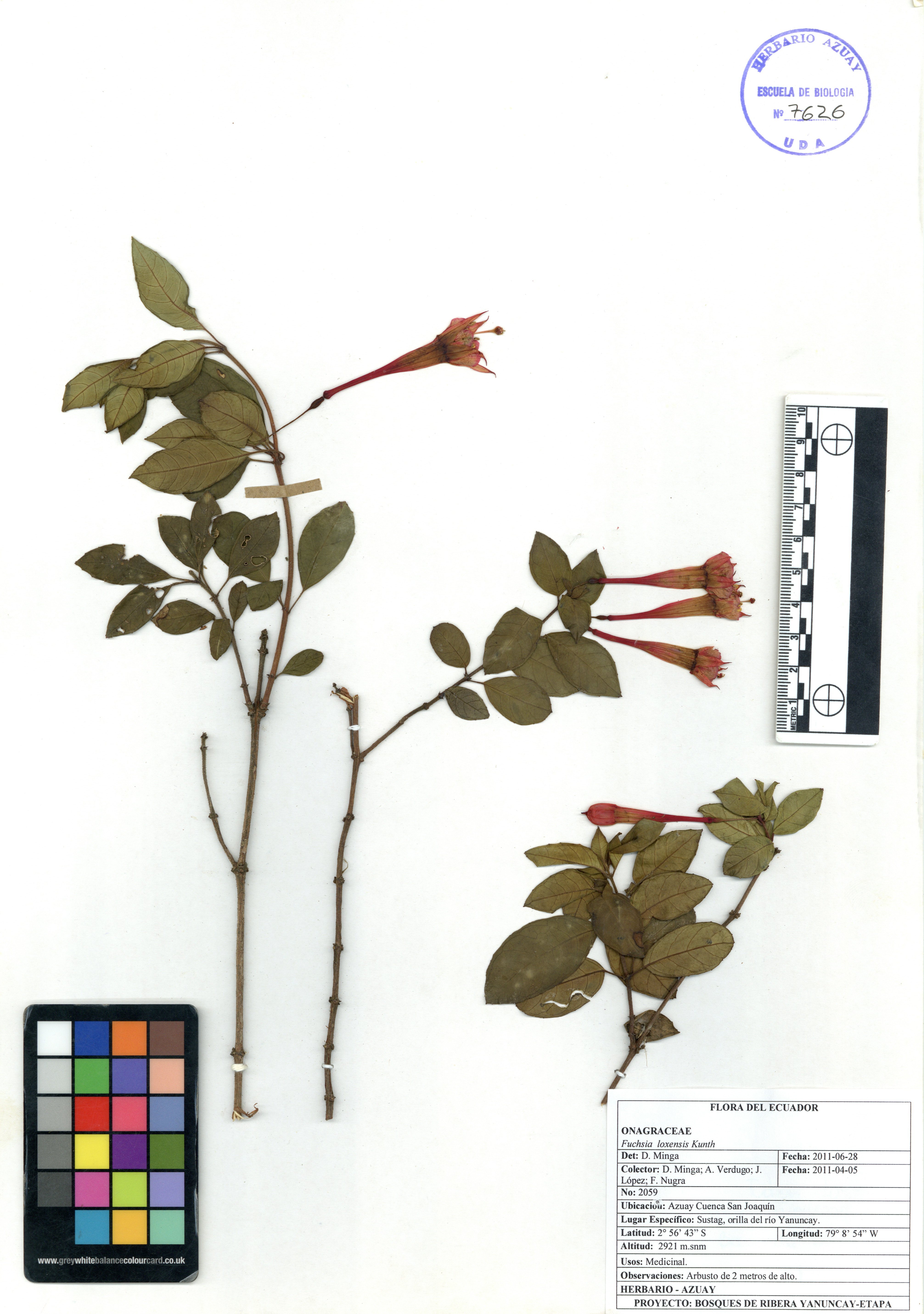 Fuchsia loxensis Kunth