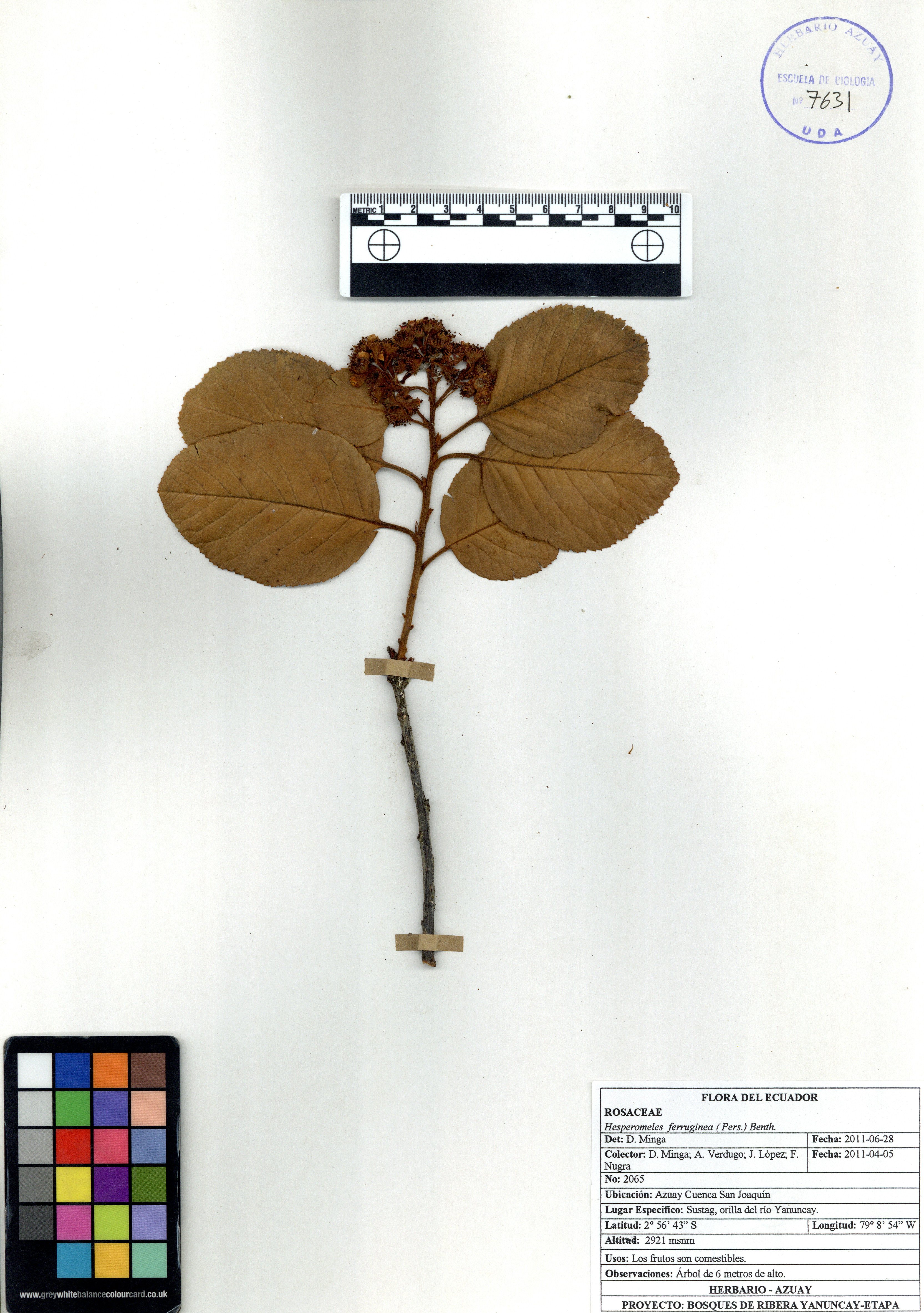 Hesperomeles ferruginea ( Pers.) Benth.