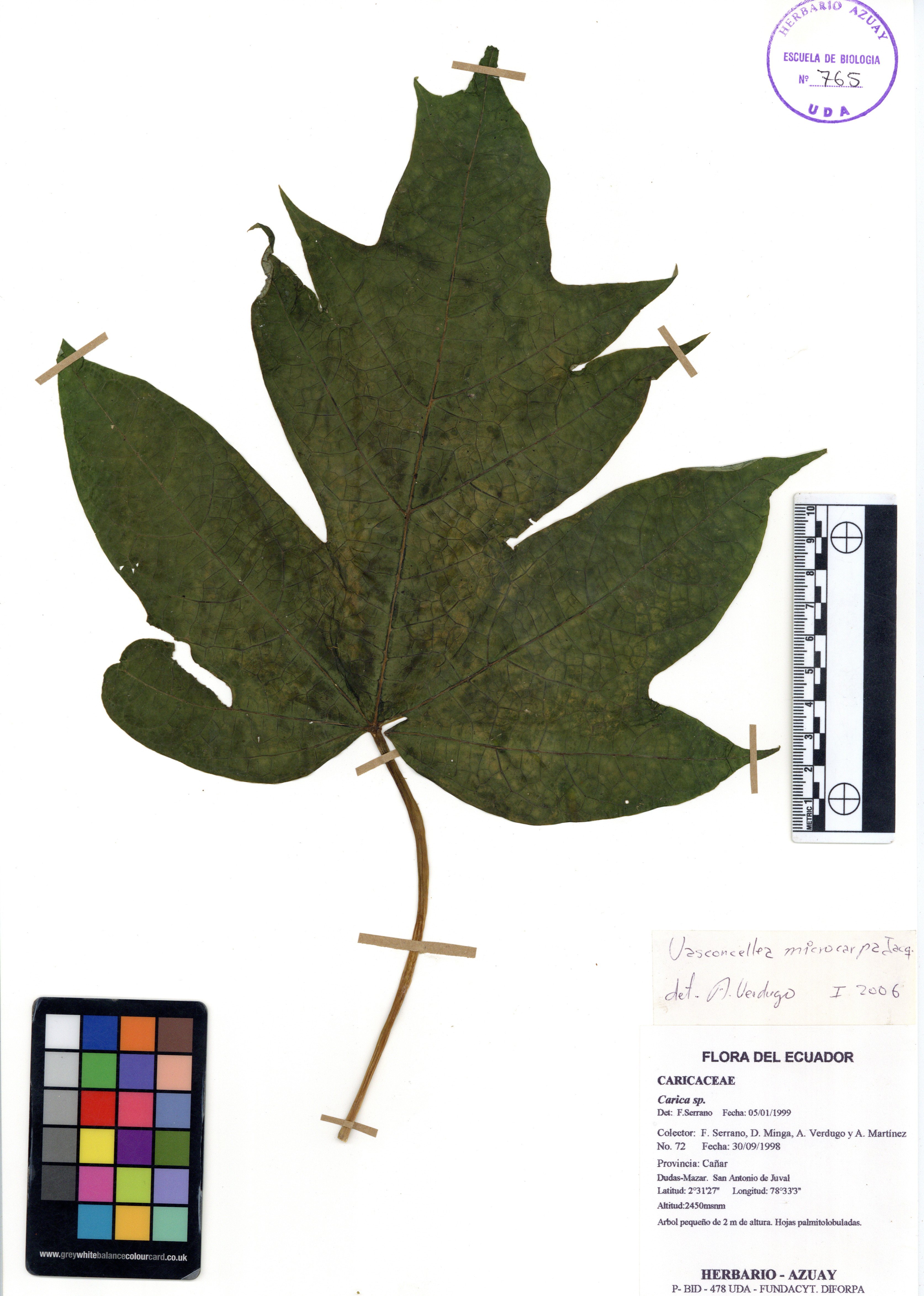 Vasconcellea microcarpa Jacq.