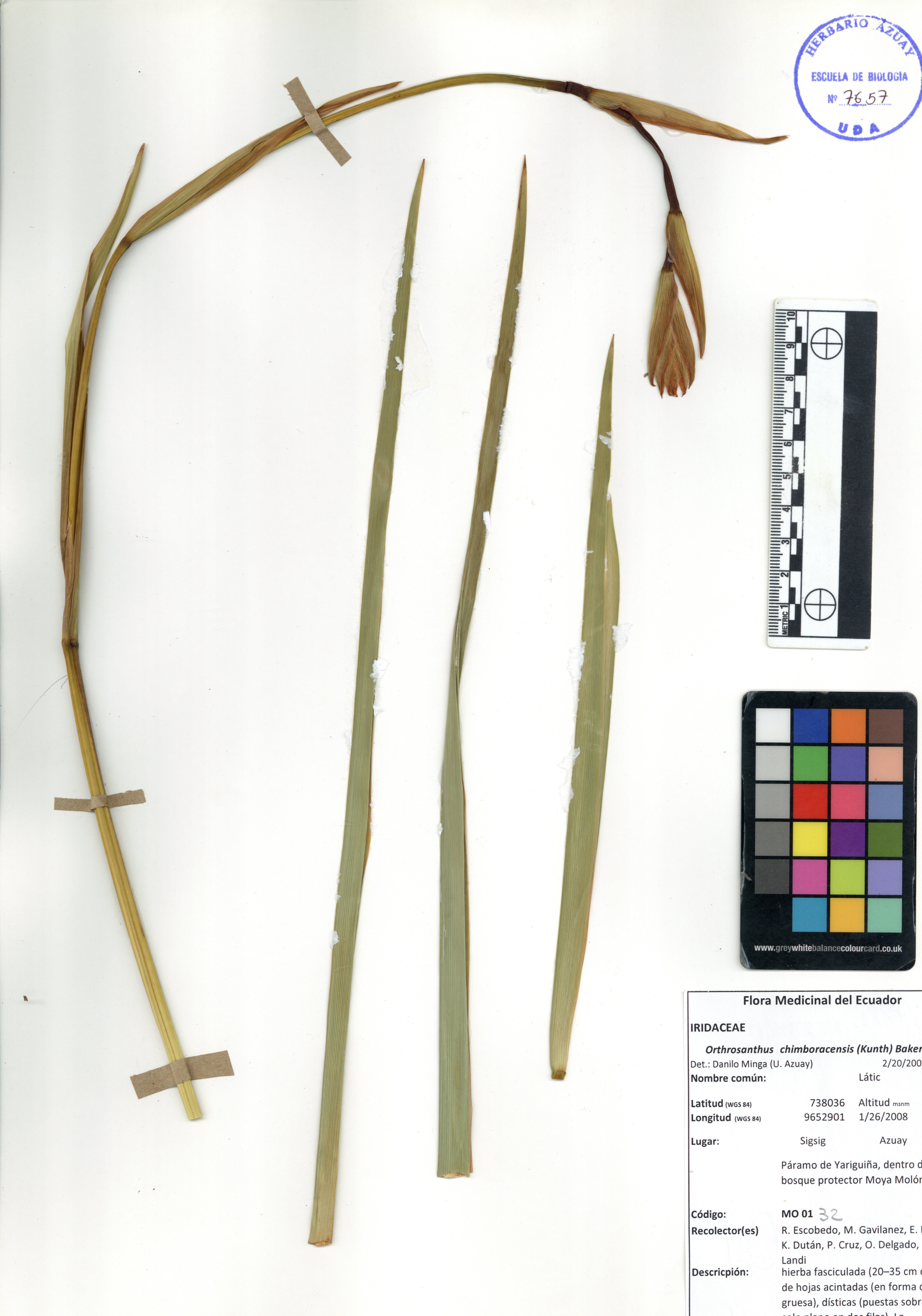 Orthrosanthus chimboracensis (Kunth.) Baker