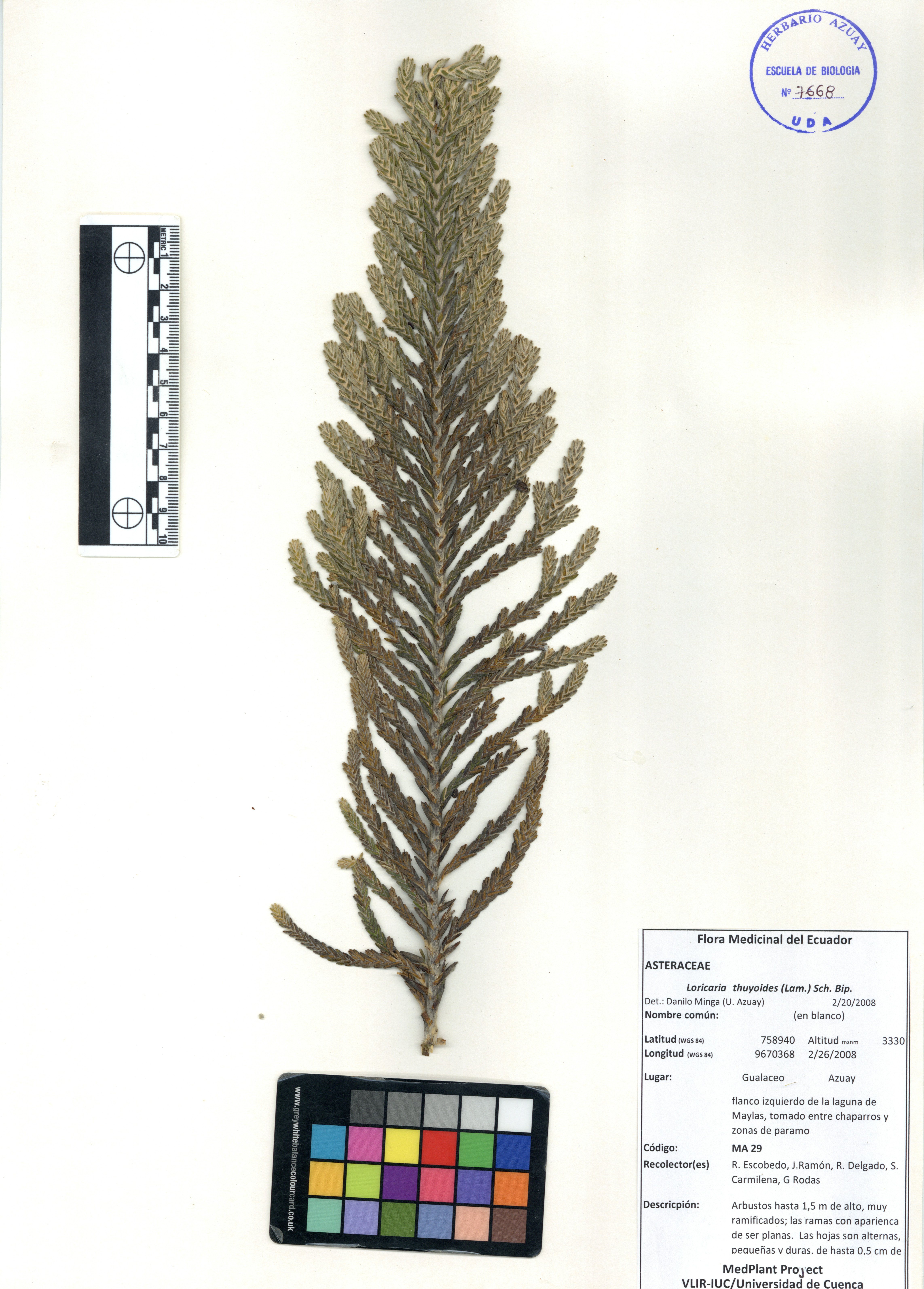 Loricaria thuyoides (Lam.) Sch. Bip.
