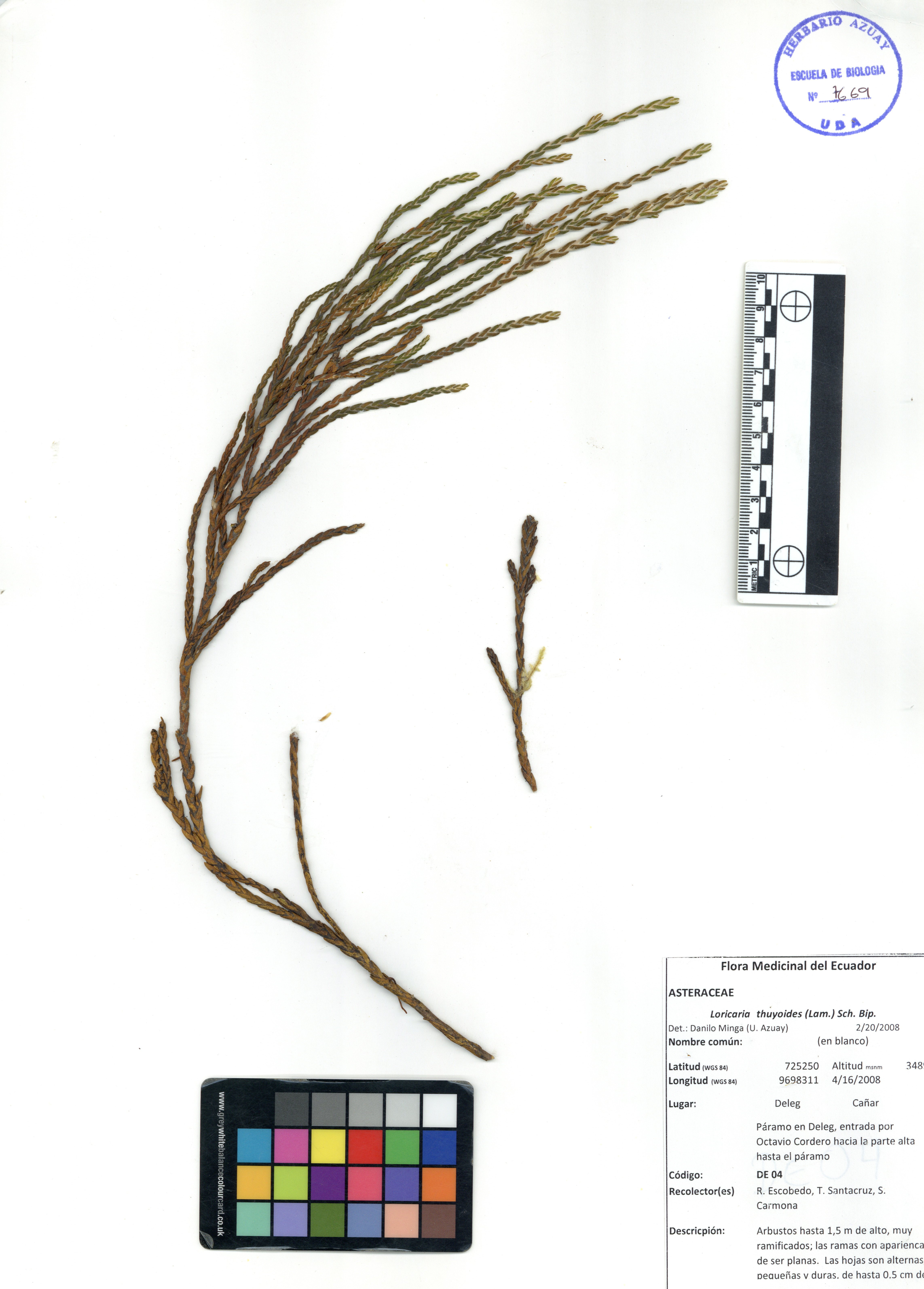 Loricaria thuyoides (Lam.) Sch. Bip.