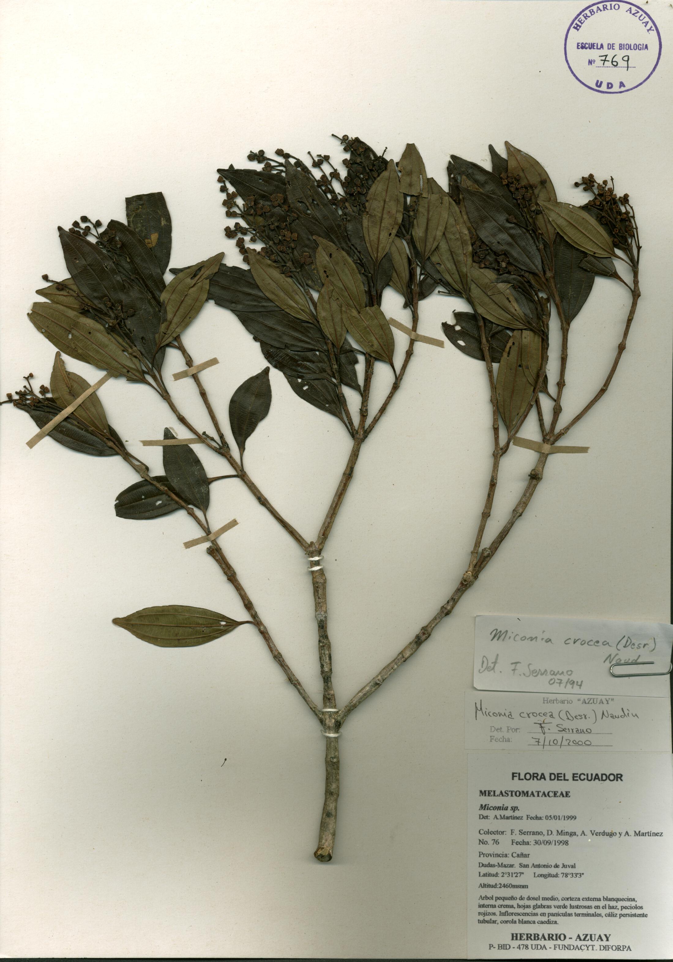 Miconia crocea (Desr.) Naudin.