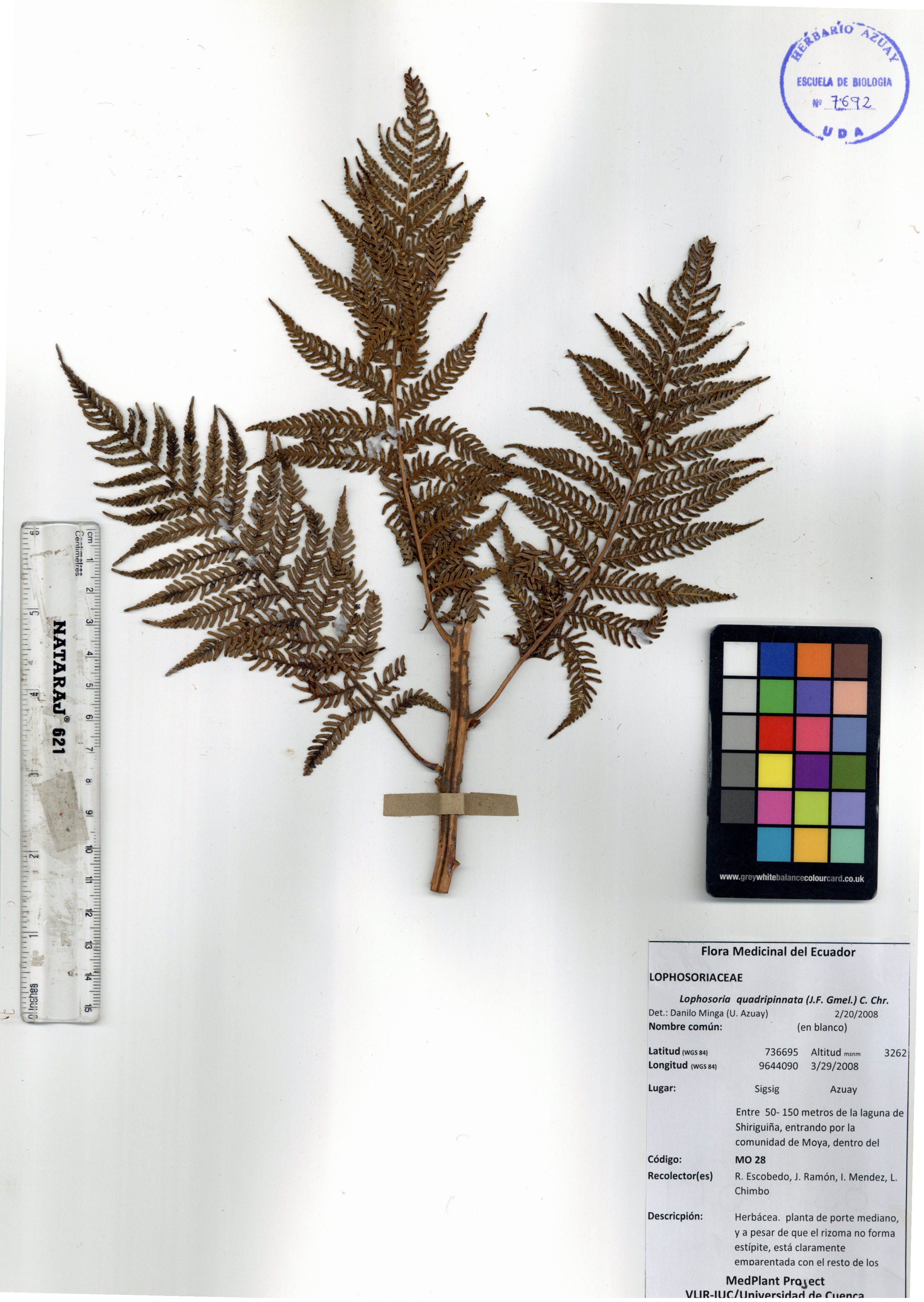 Lophosoria quadripinnata (J.F. Gmel.) C. Chr.