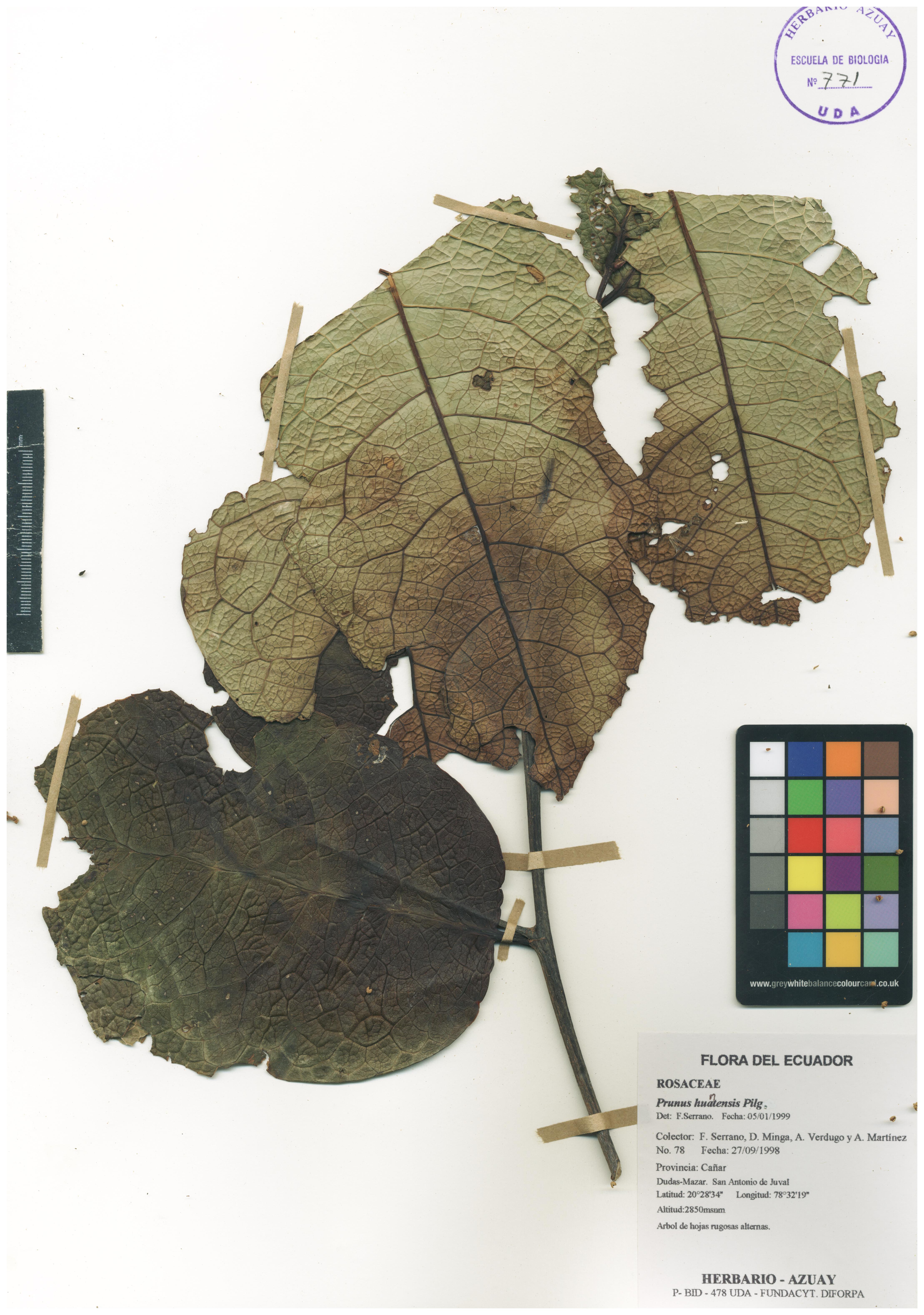 Prunus huantensis Pilg.
