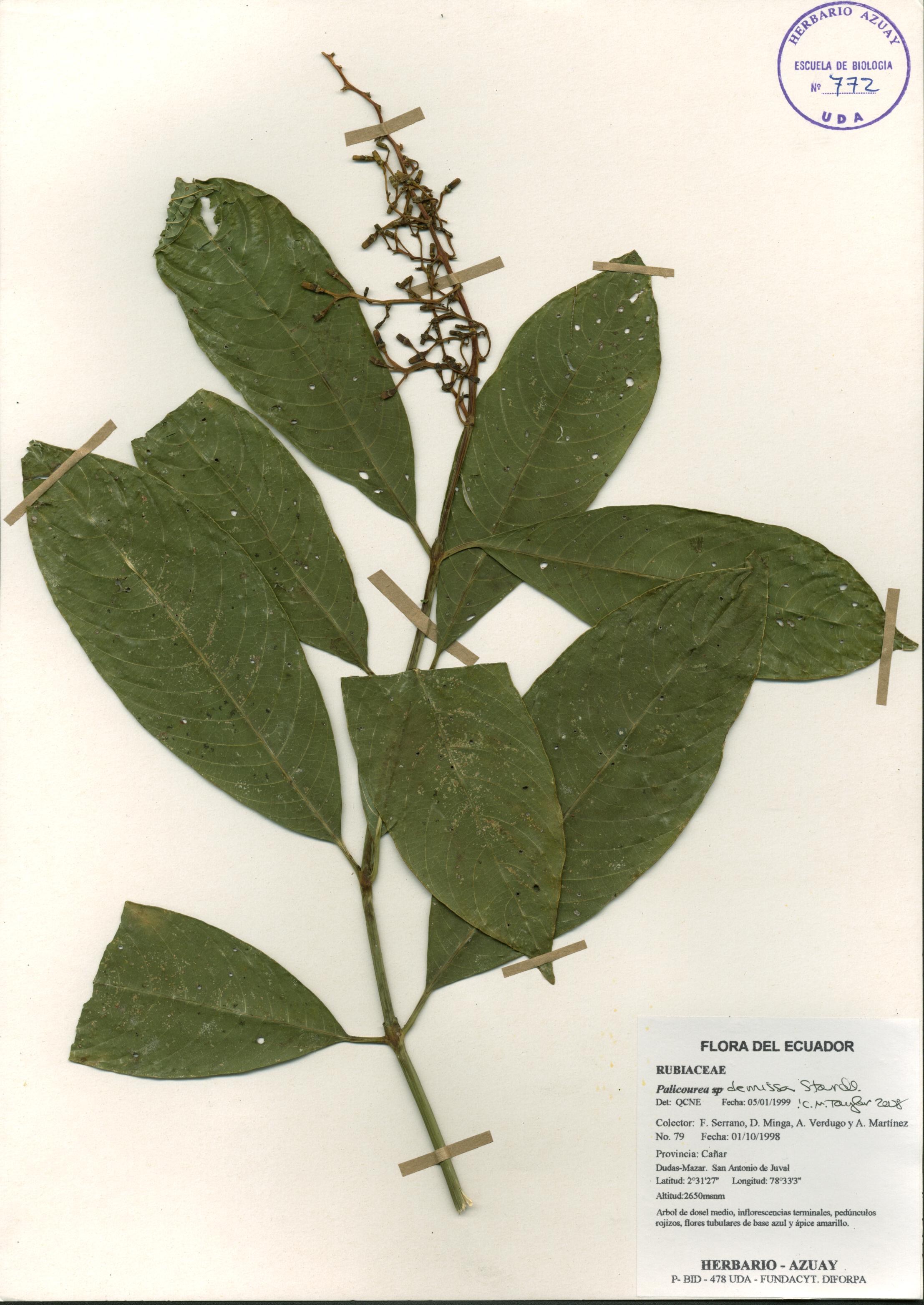 Palicourea demissa Standl.