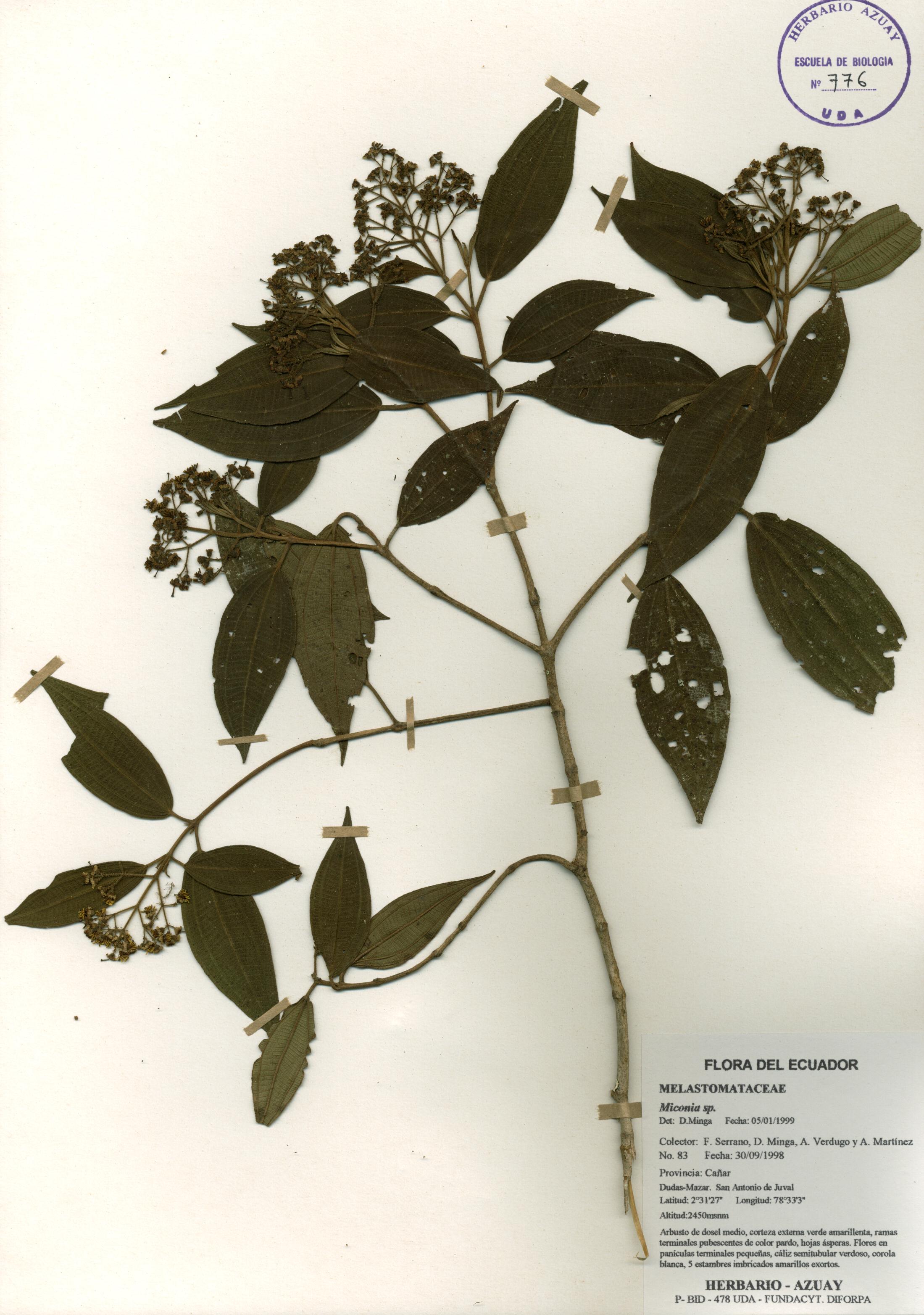 Miconia sp. SIN DETERMINAR