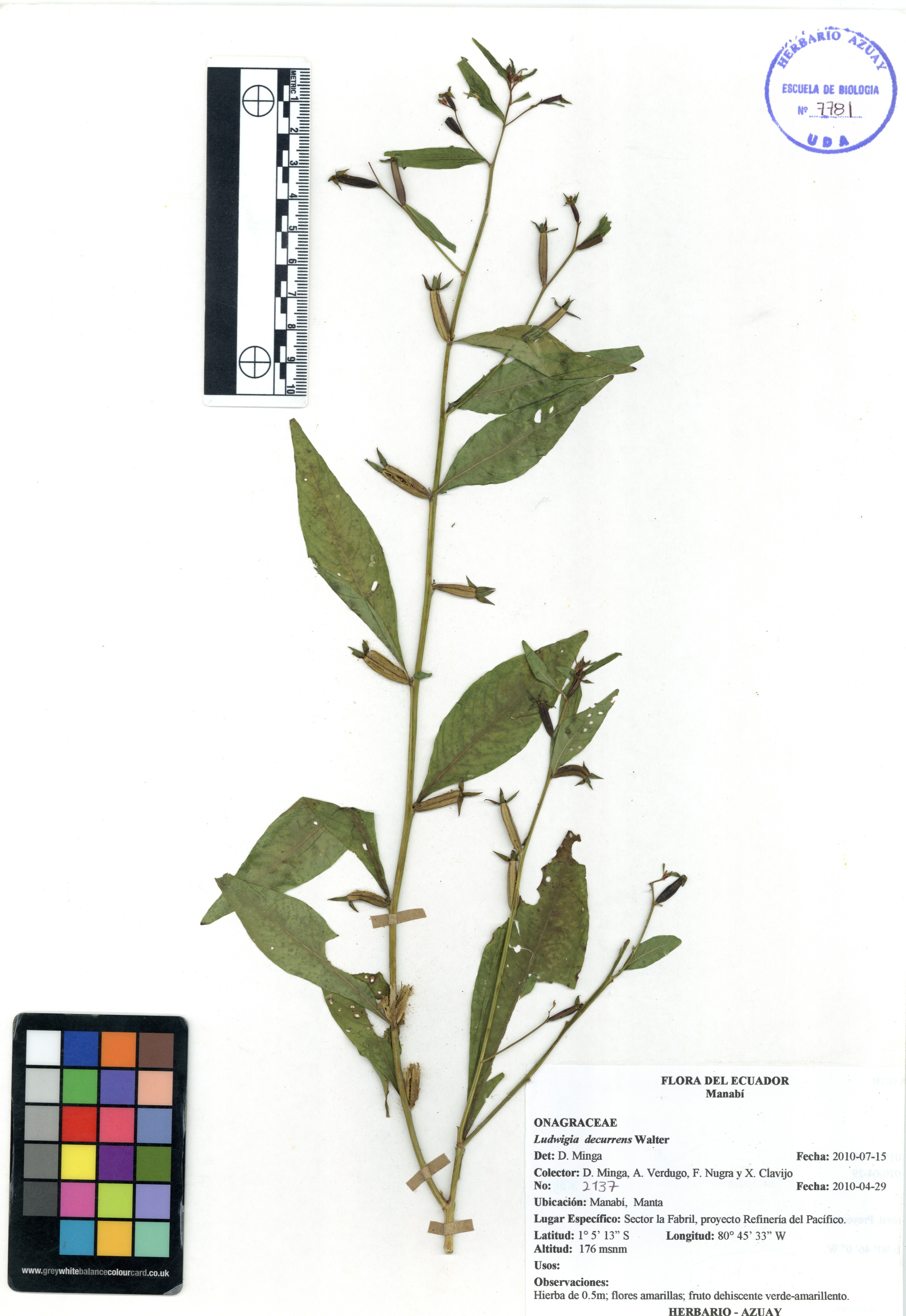 Ludwigia decurrens Walter