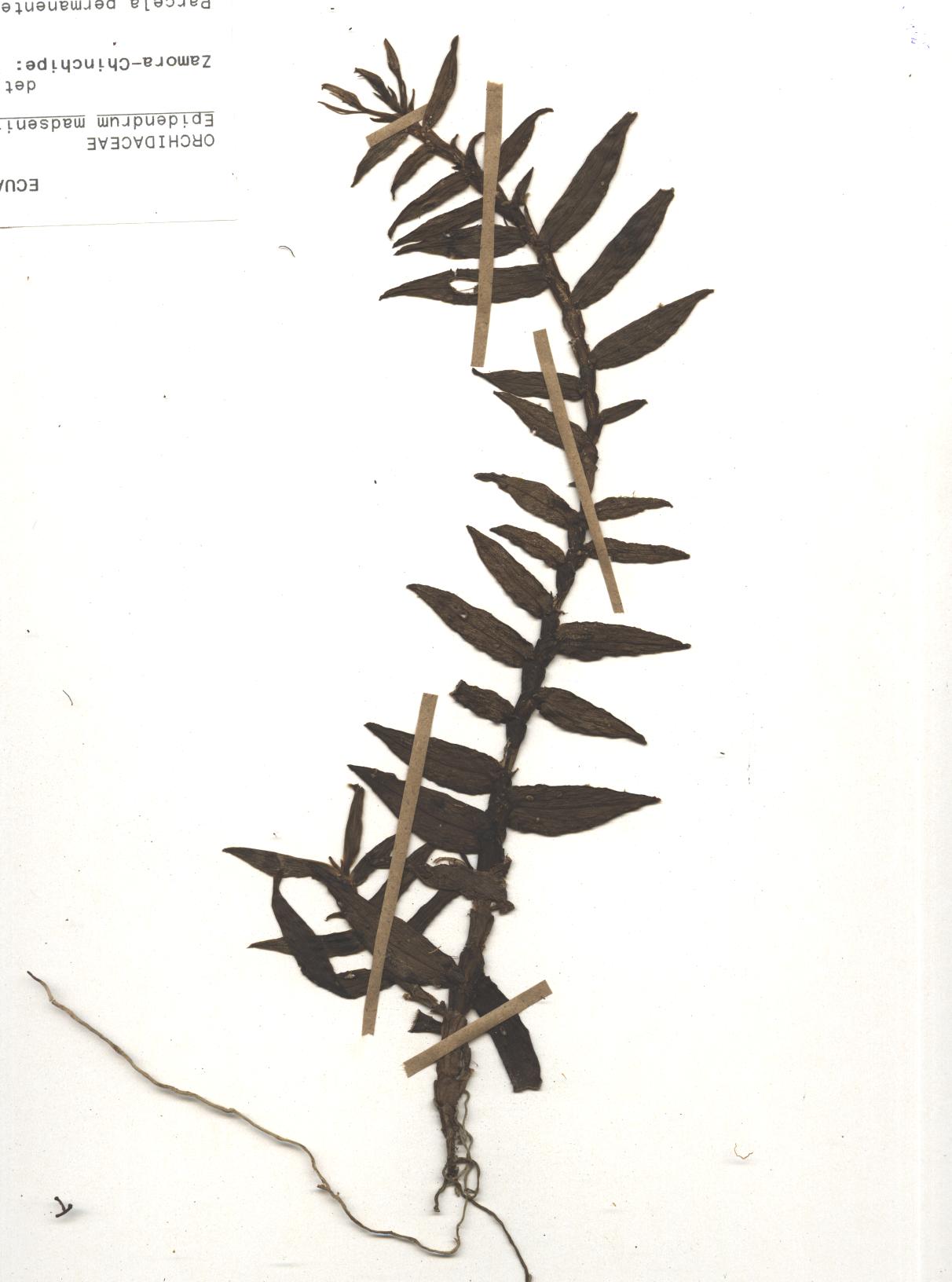 Epidendrum madsenii Hágsater & Dodson