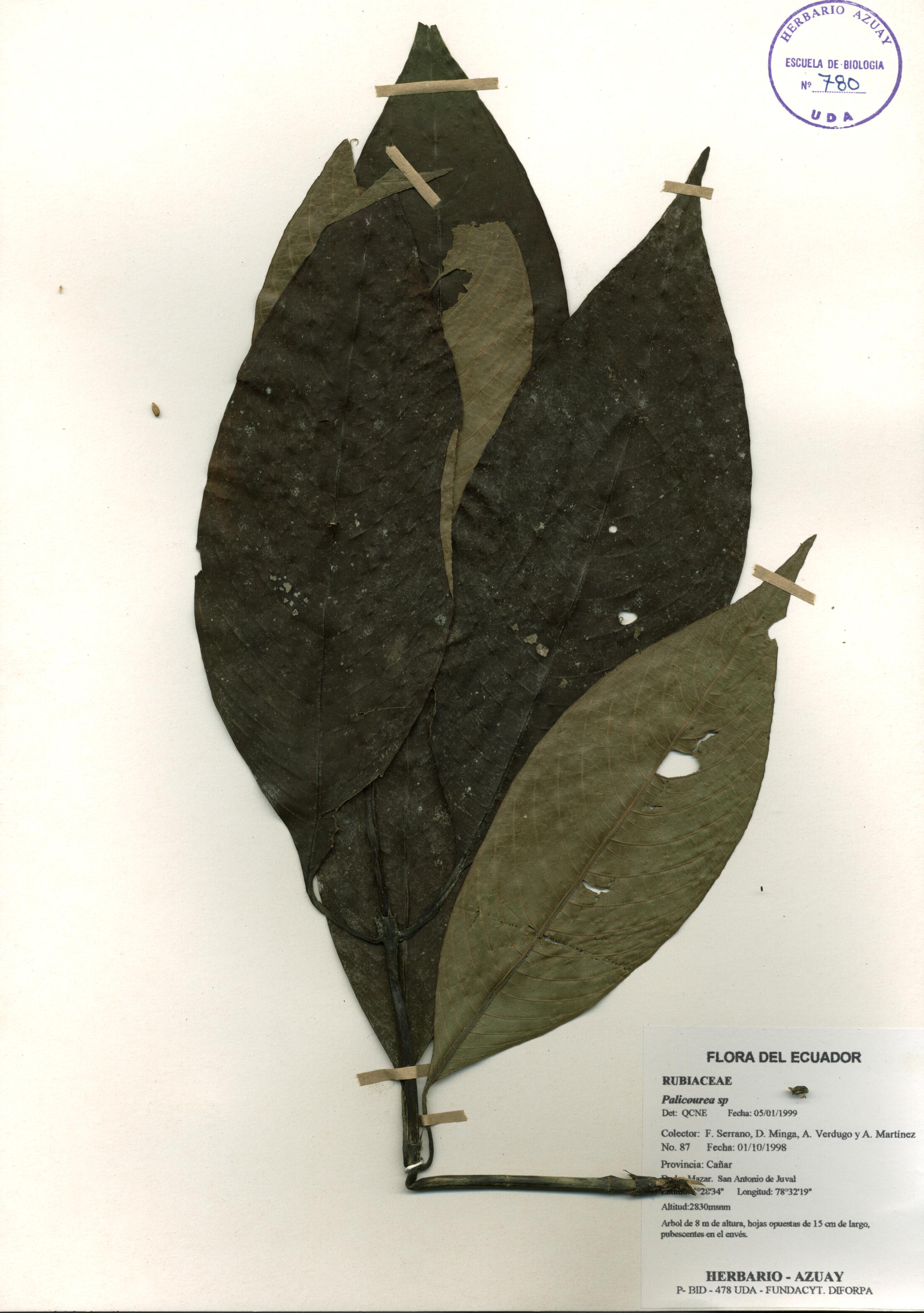 Palicourea sp. SIN DETERMINAR